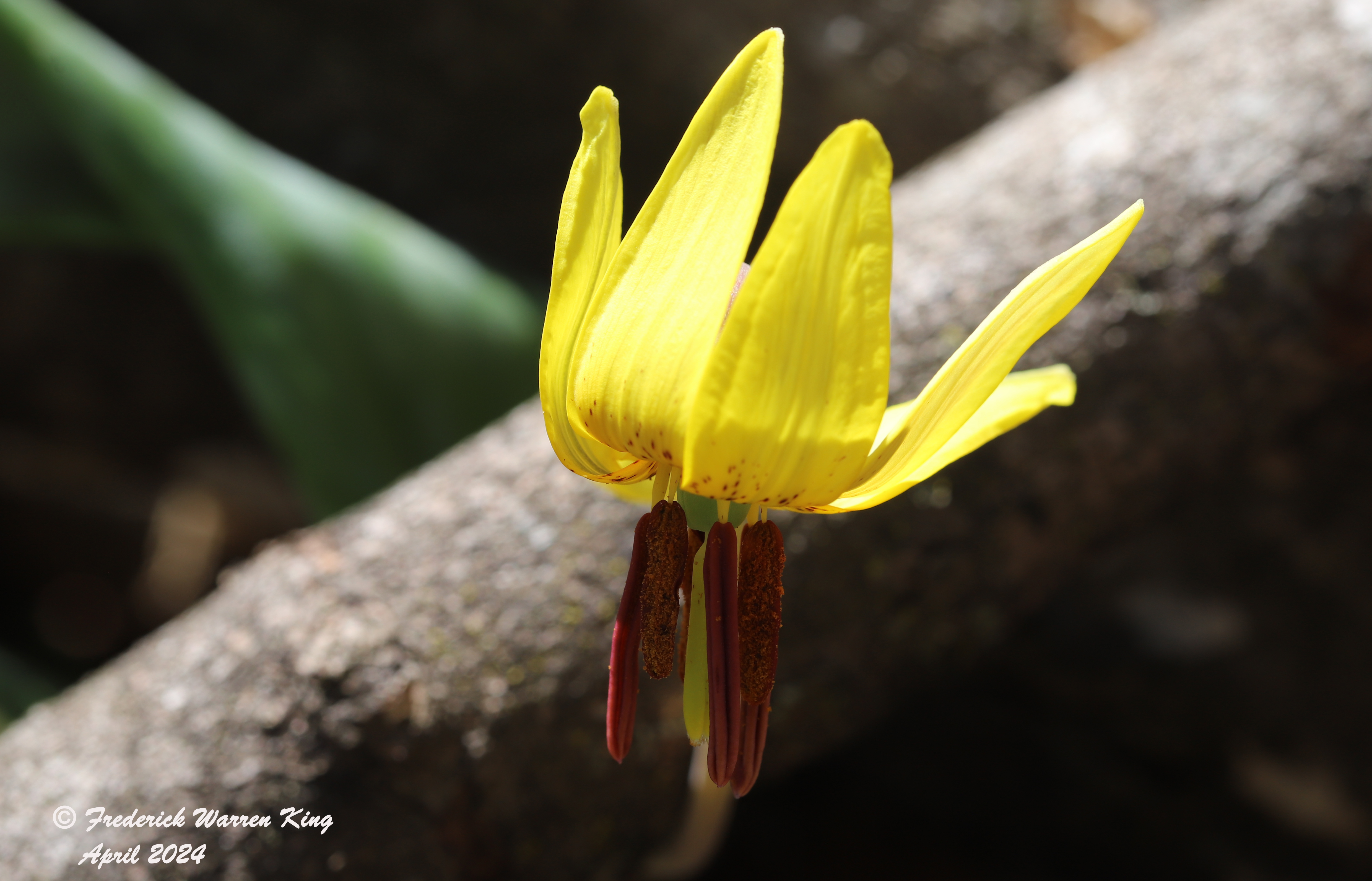 wild-flower-Erythronium-americanum-04-30-2024-IMG_0423.JPG