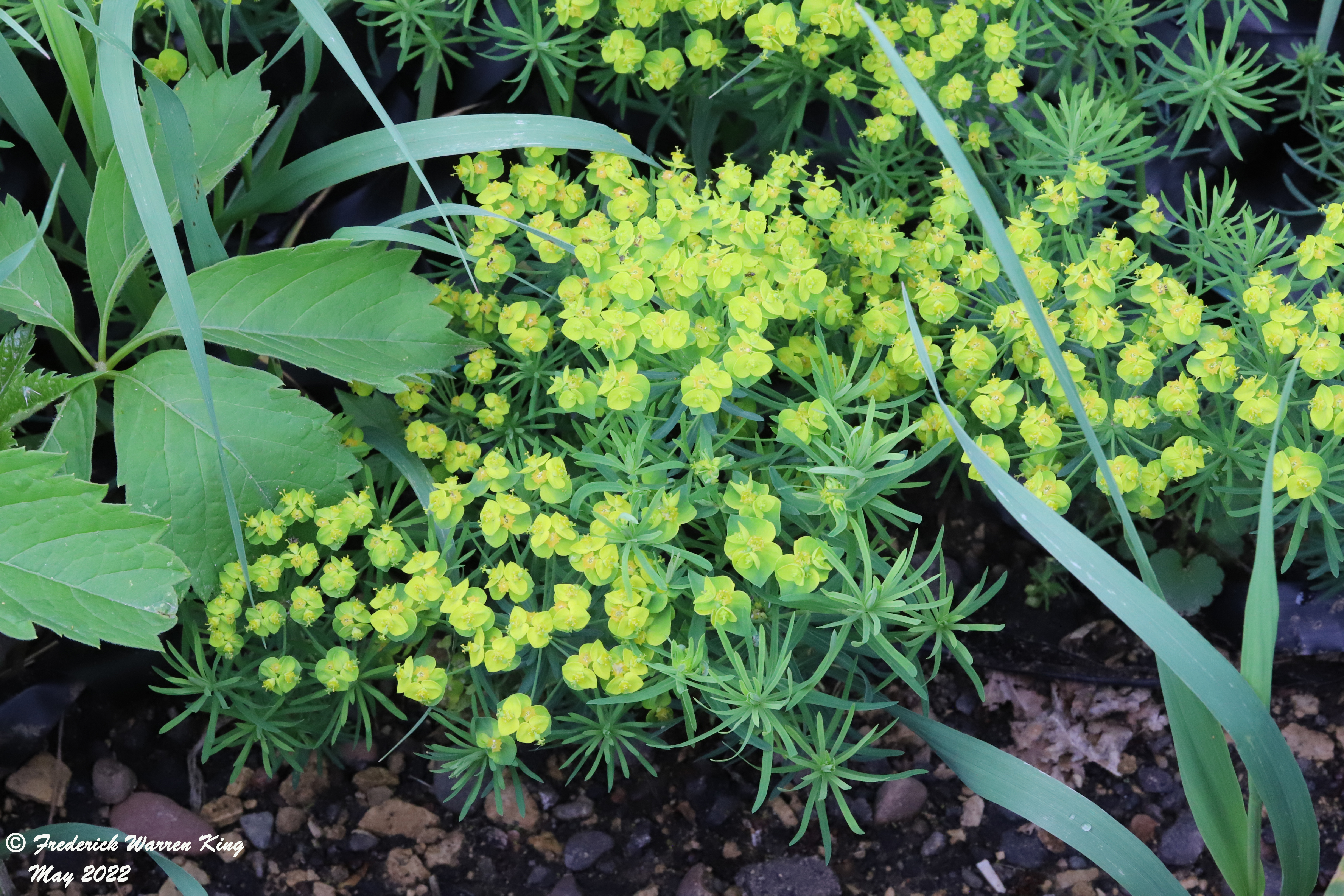 wild-flower-Euphorbia-cyparissias-05-28-2022-IMG_0979.JPG