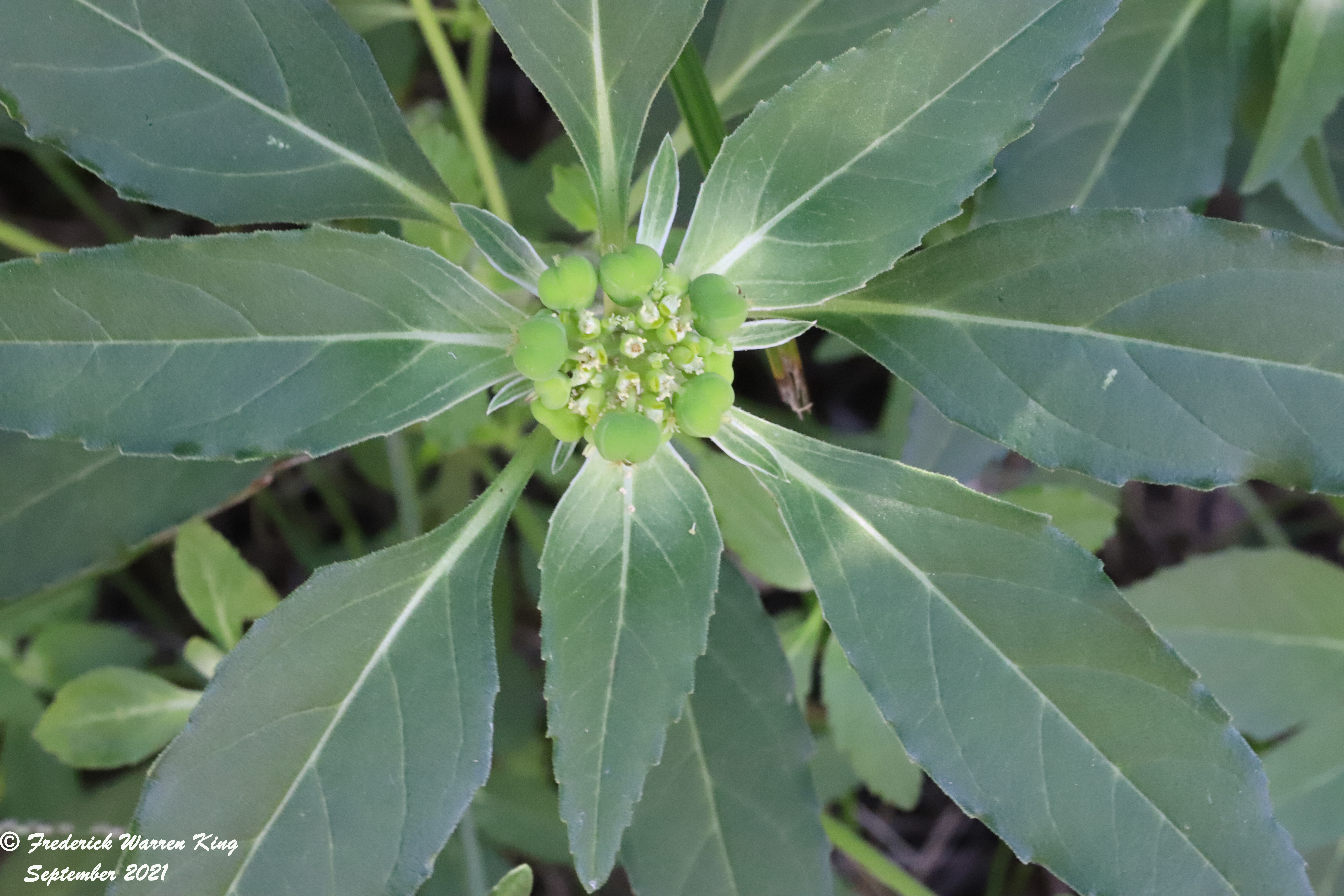 wild-flower-Euphorbia-dentata-09-05-2021-IMG_9284.JPG