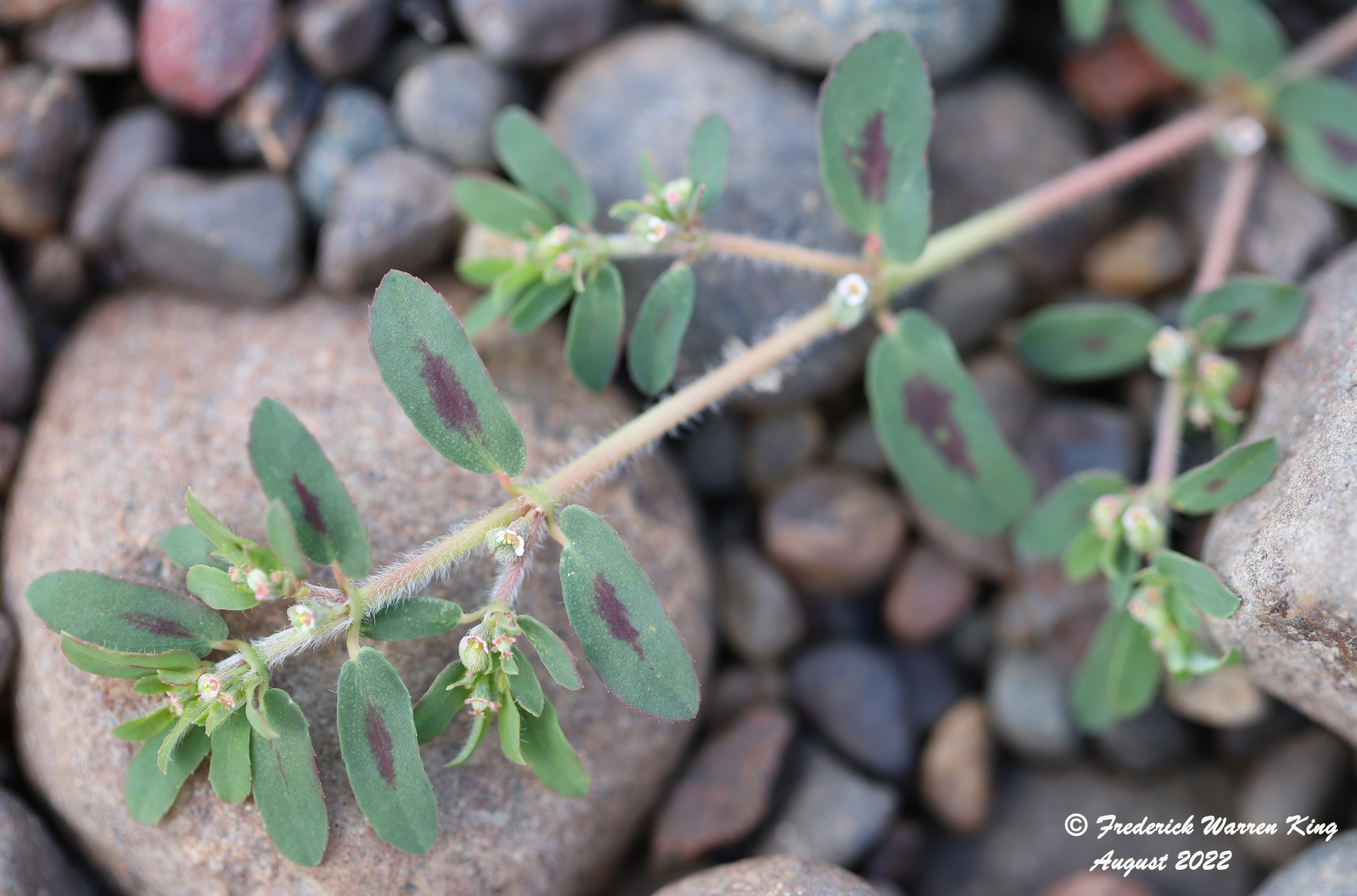 wild-flower-Euphorbia-maculata-08-08-2022-IMG_3570.JPG
