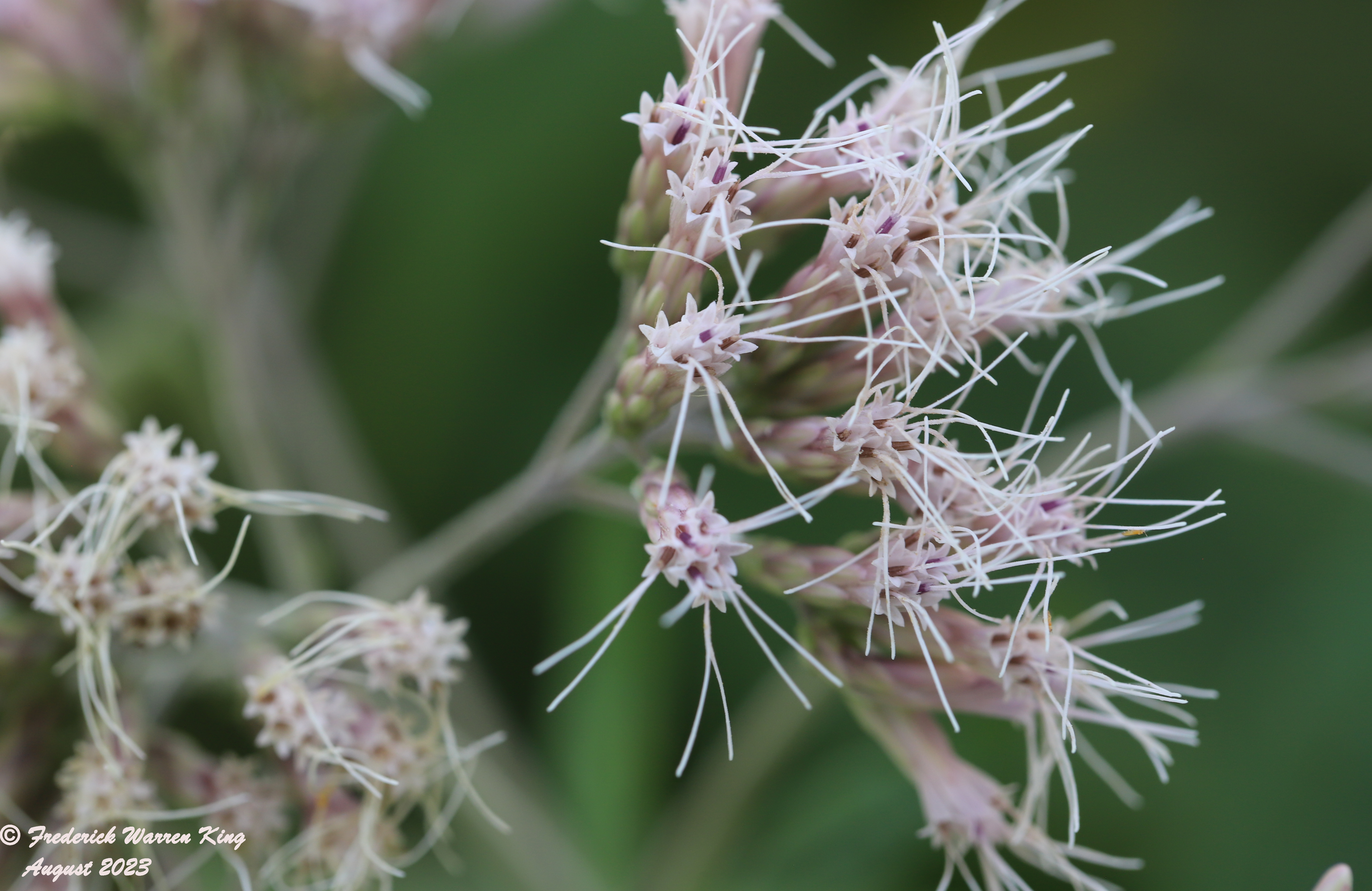 wild-flower-Eutrochium-purpureum-08-03-2023-IMG_8090.JPG