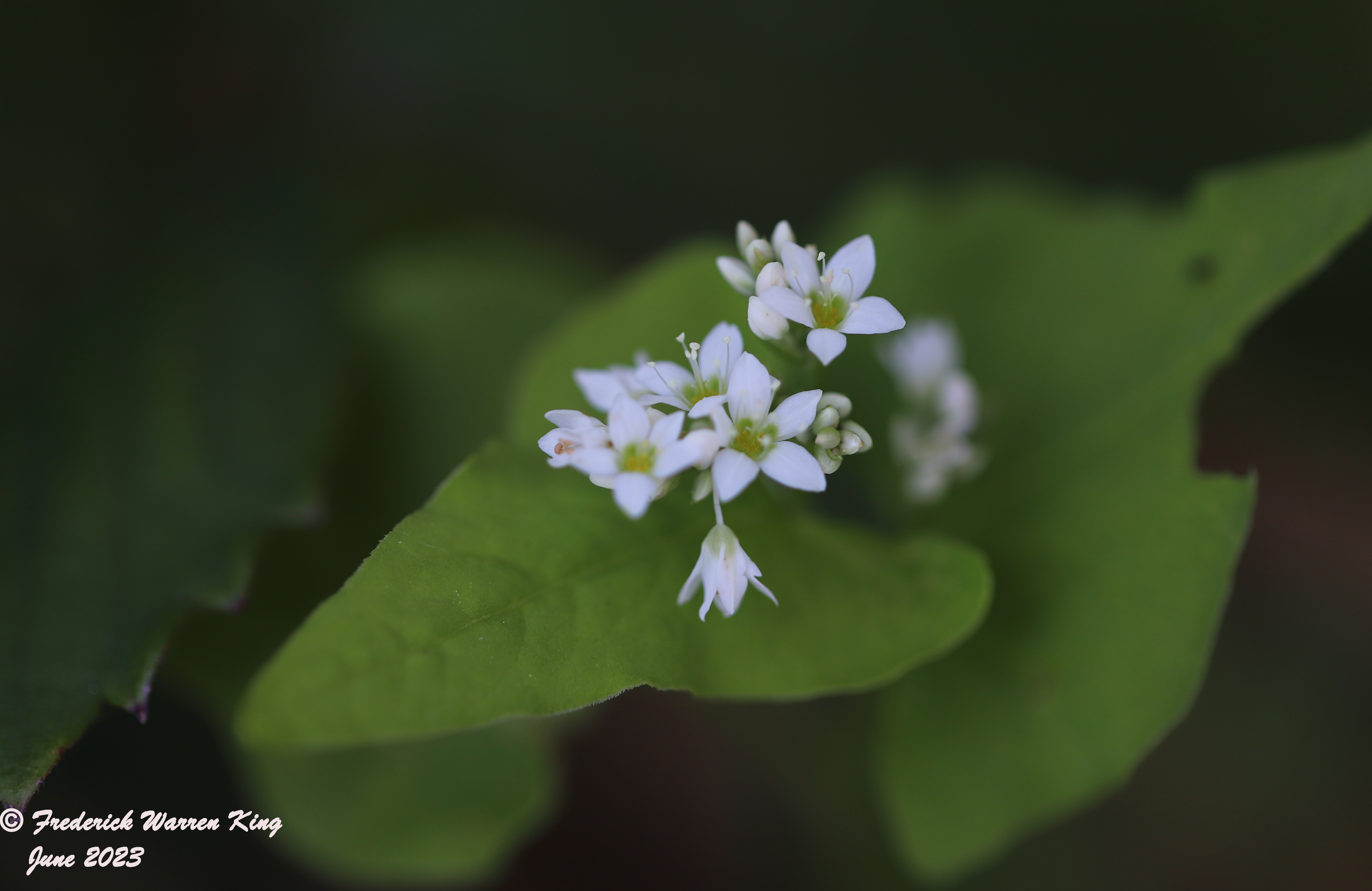 wild-flower-Fagopyrum-esculentum-06-28-2023-IMG_7037.JPG