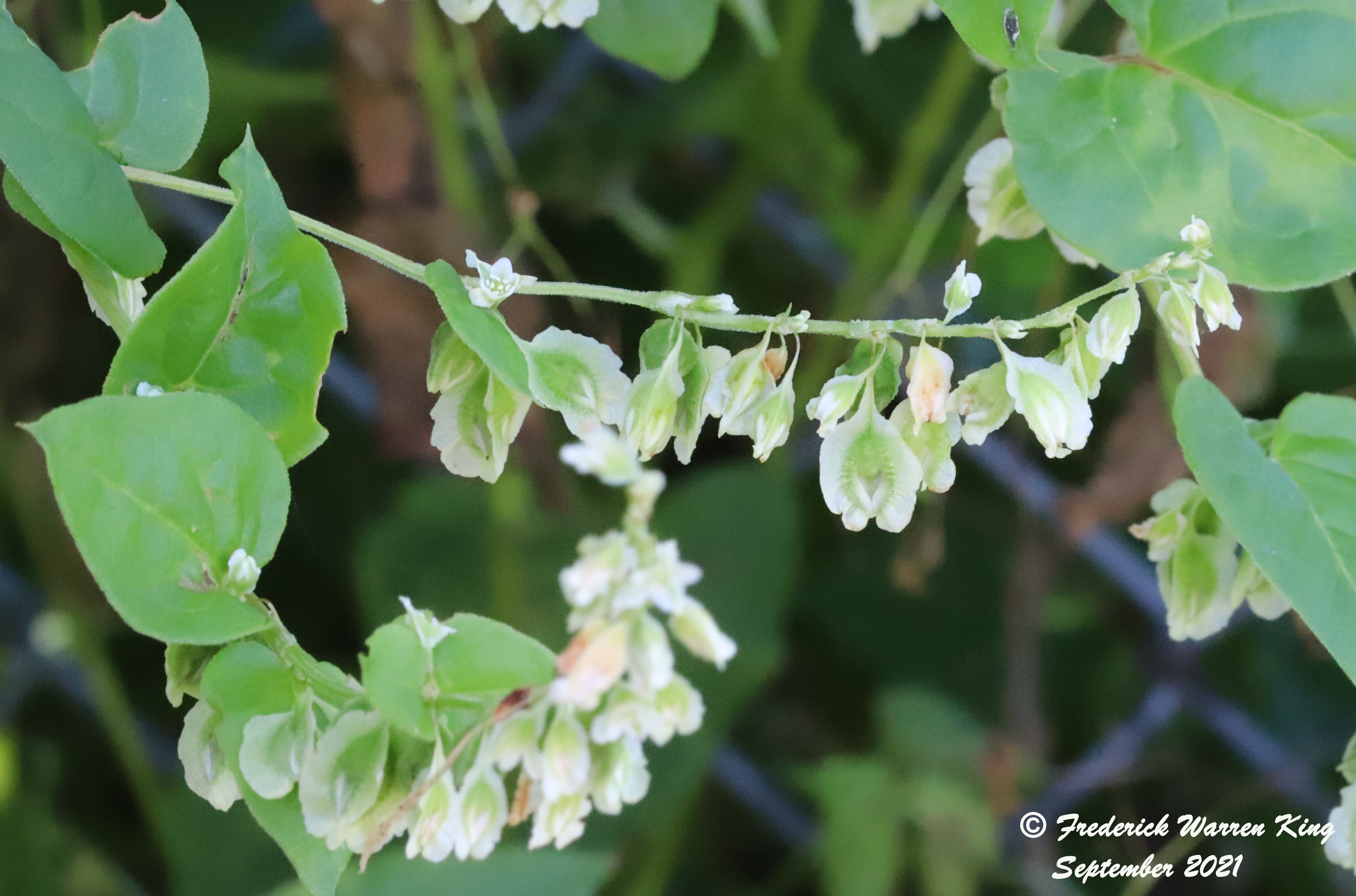 wild-flower-Fallopia-scandens-09-05-2021-IMG_9282.JPG
