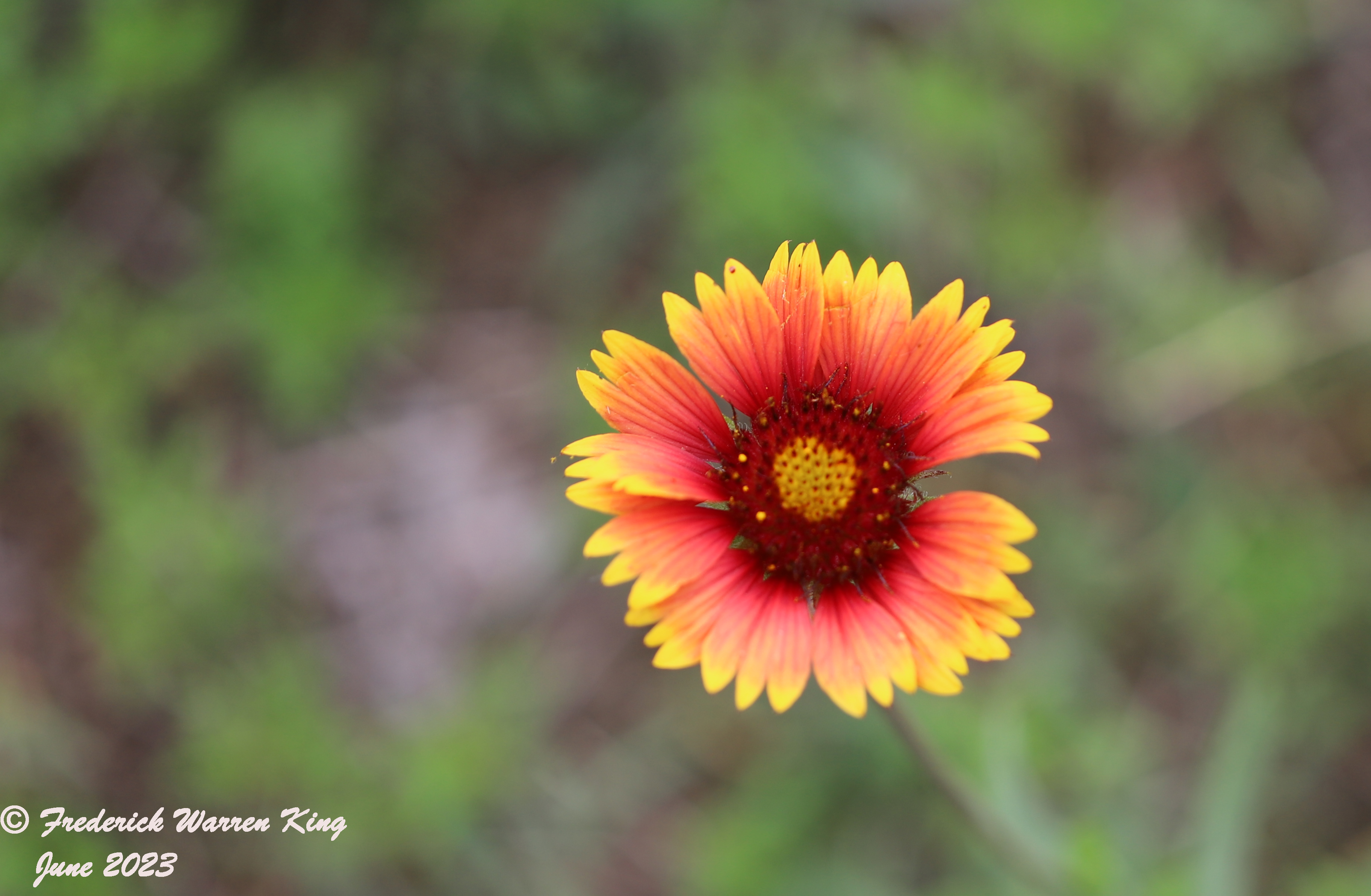wild-flower-Gaillardia-pulchella-06-26-2023-IMG_6956.JPG