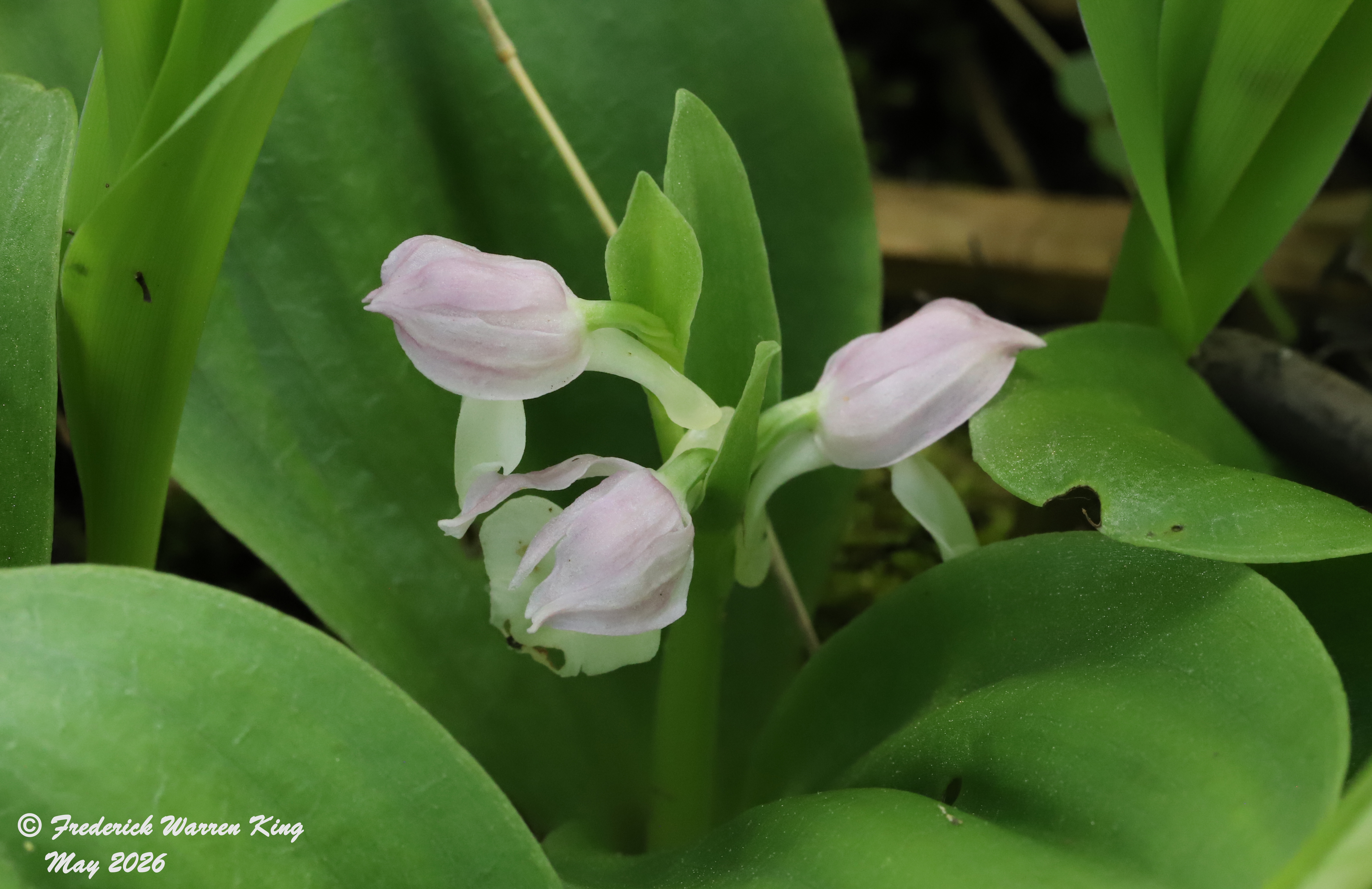 wild-flower-Galearis-spectabilis-05-20-2026-IMG_5695.JPG