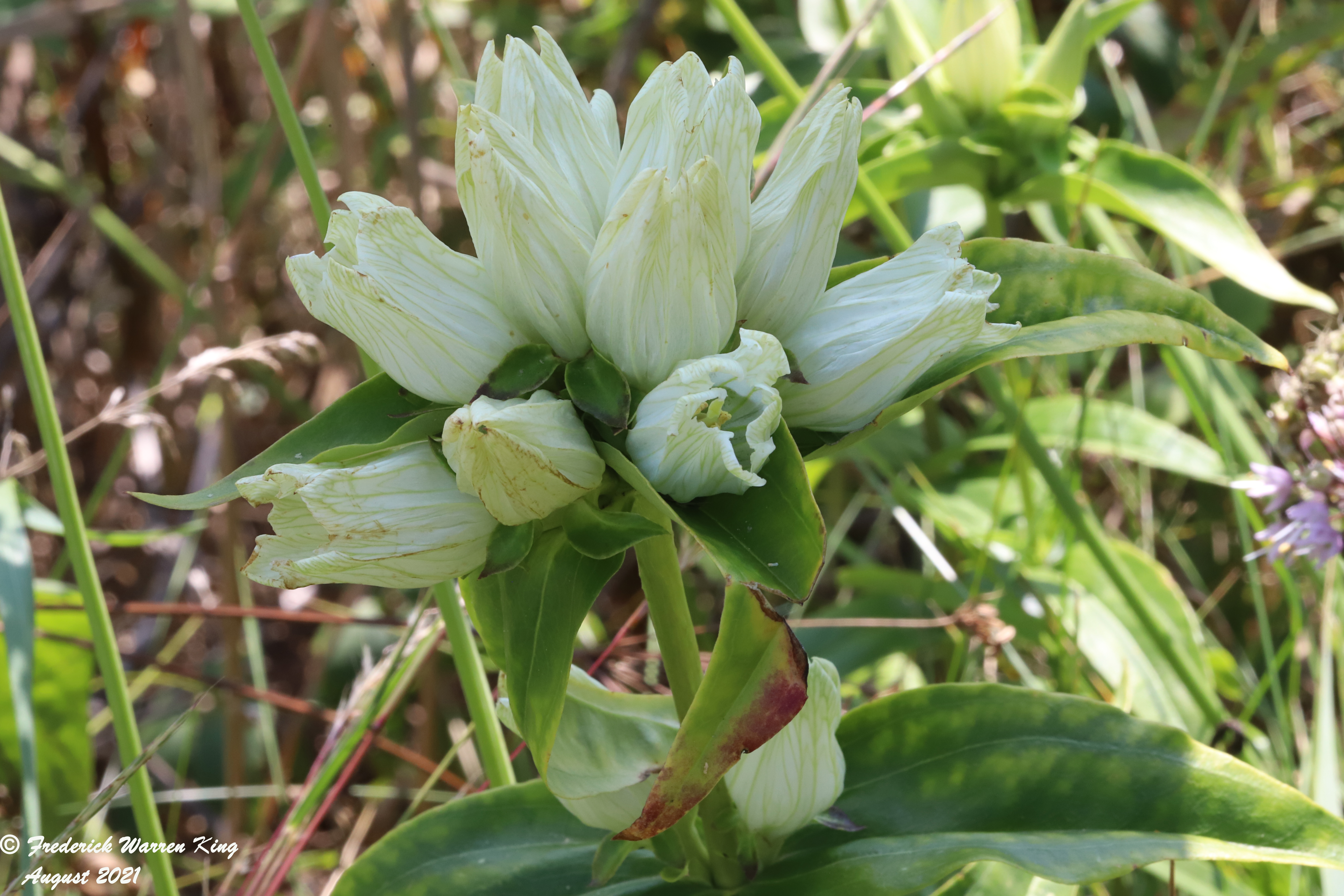 wild-flower-Gentiana-alba-08-22-2021-IMG_8813.JPG