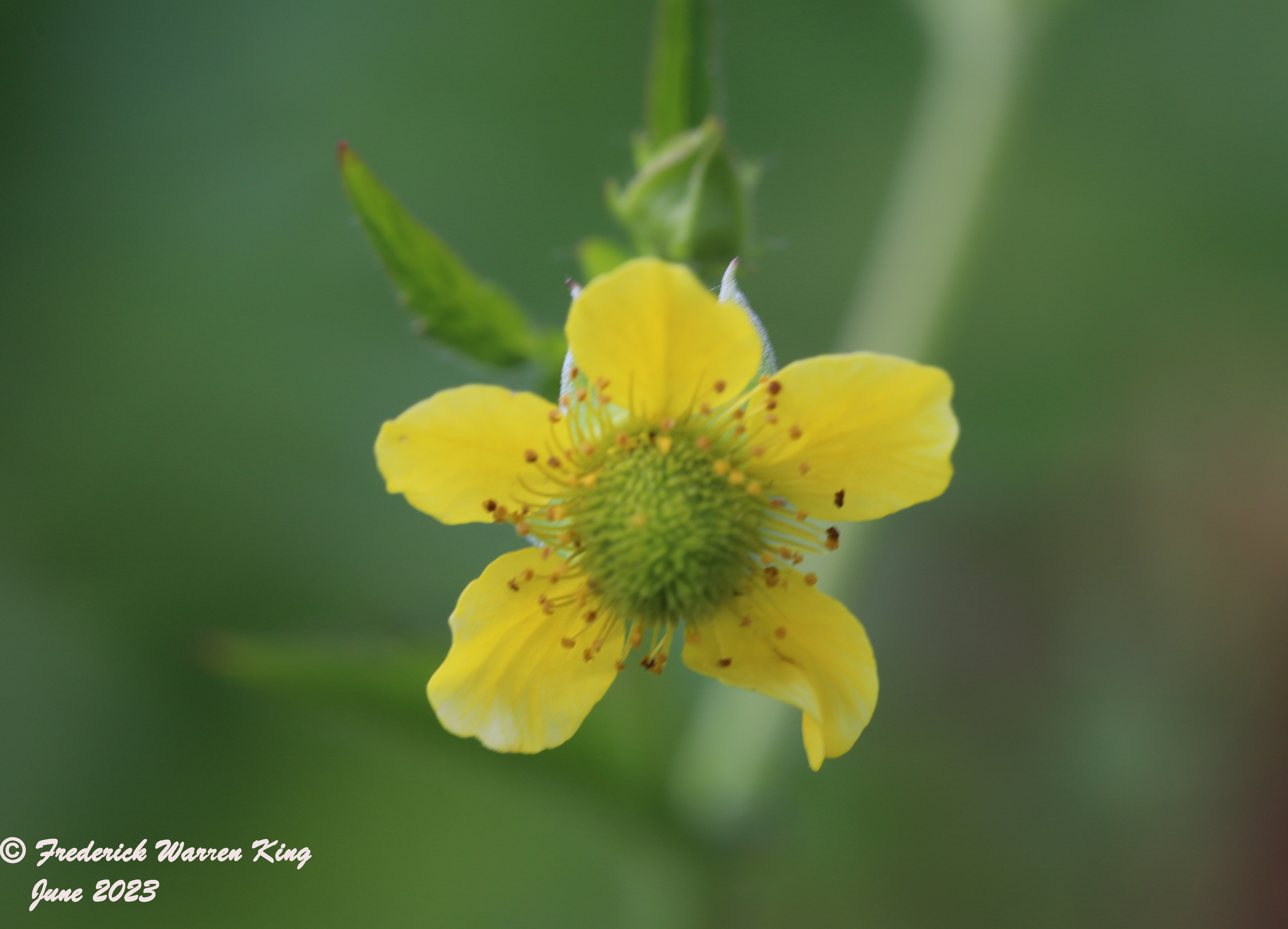 wild-flower-Geum-aleppicum-06-27-2023-IMG_7028.JPG
