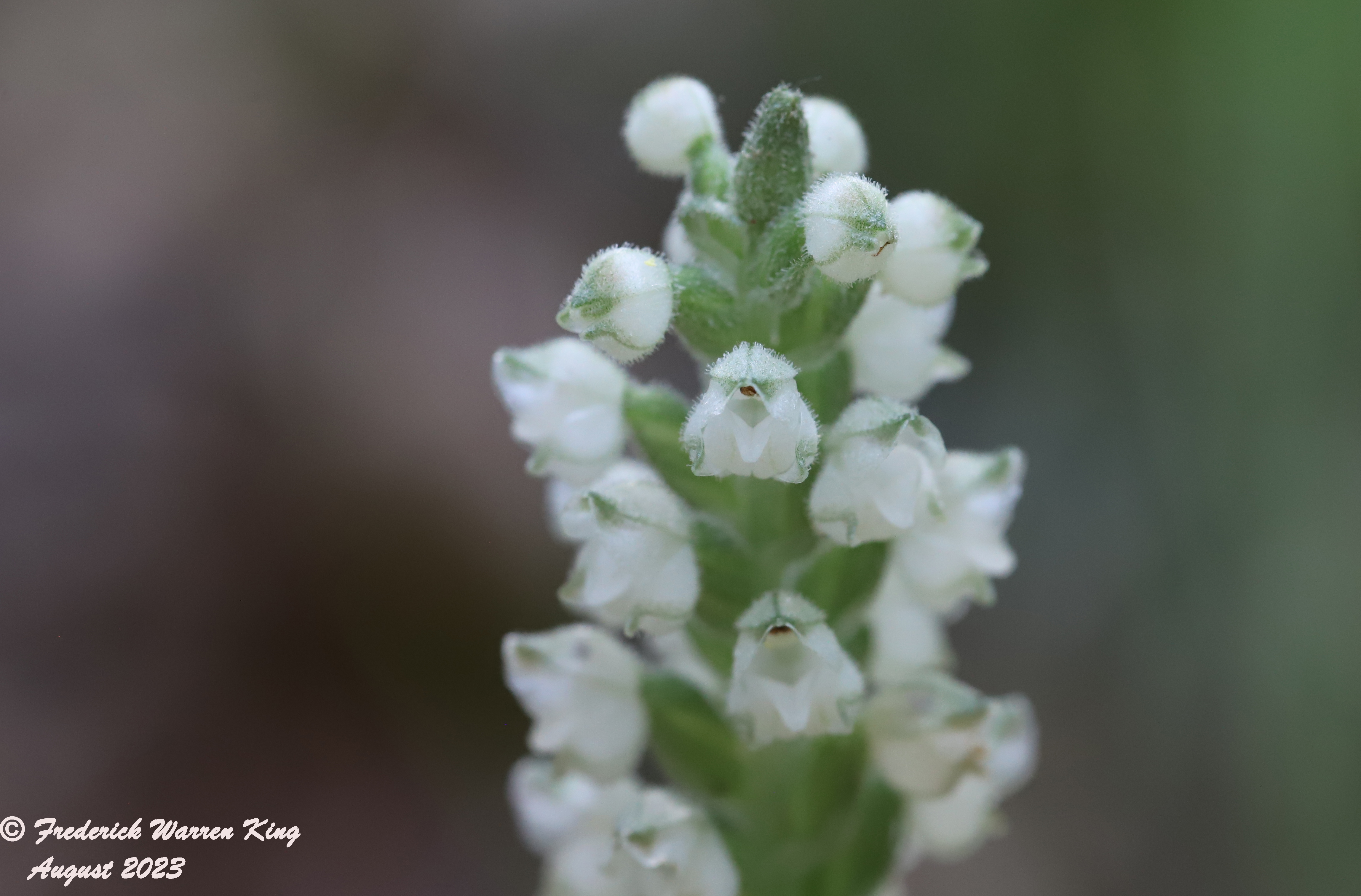 wild-flower-Goodyera-pubescens-08-01-2023-IMG_7983.JPG