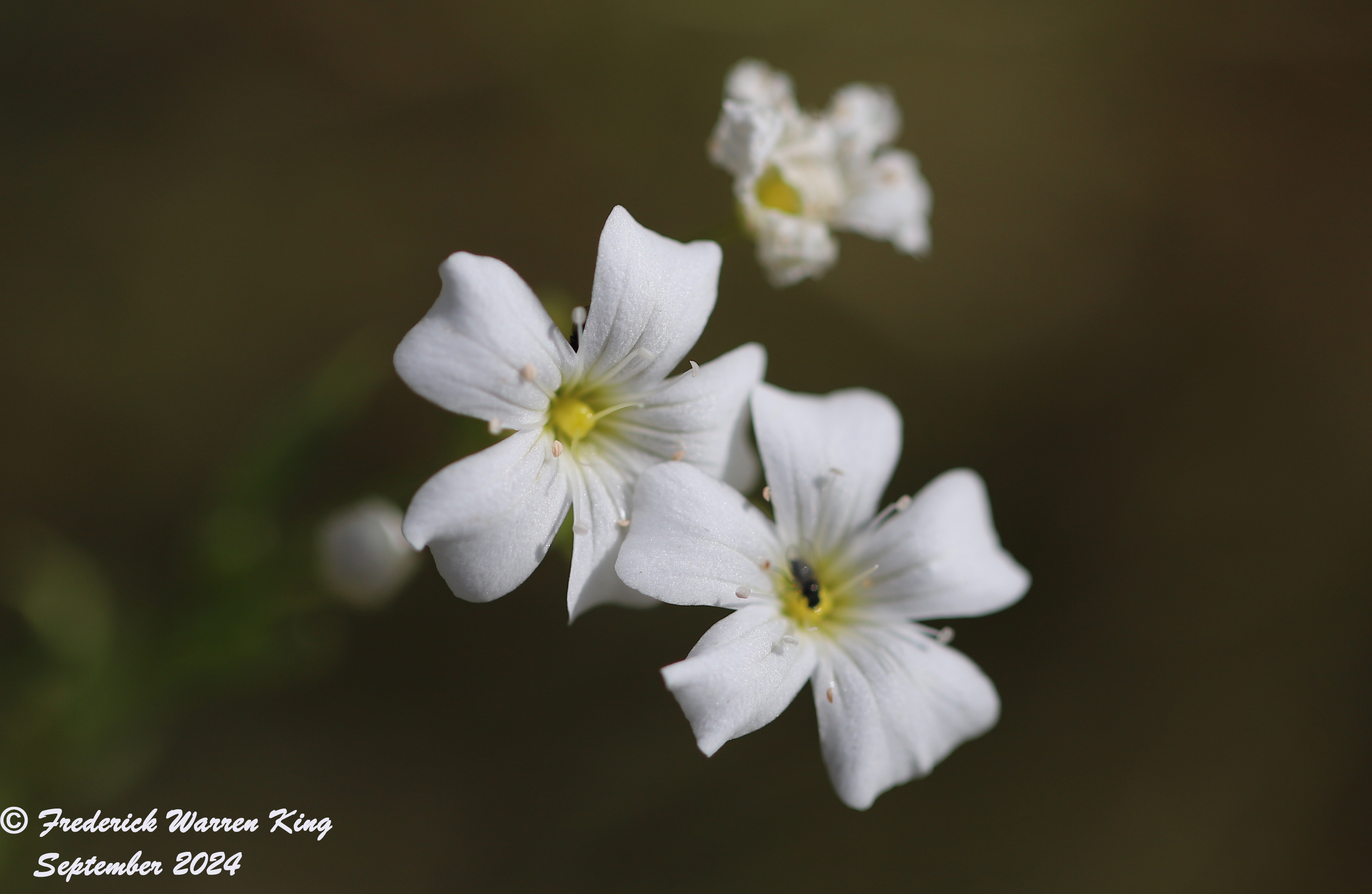 wild-flower-Gypsophila-elegans-09-06-2024-IMG_4190.JPG