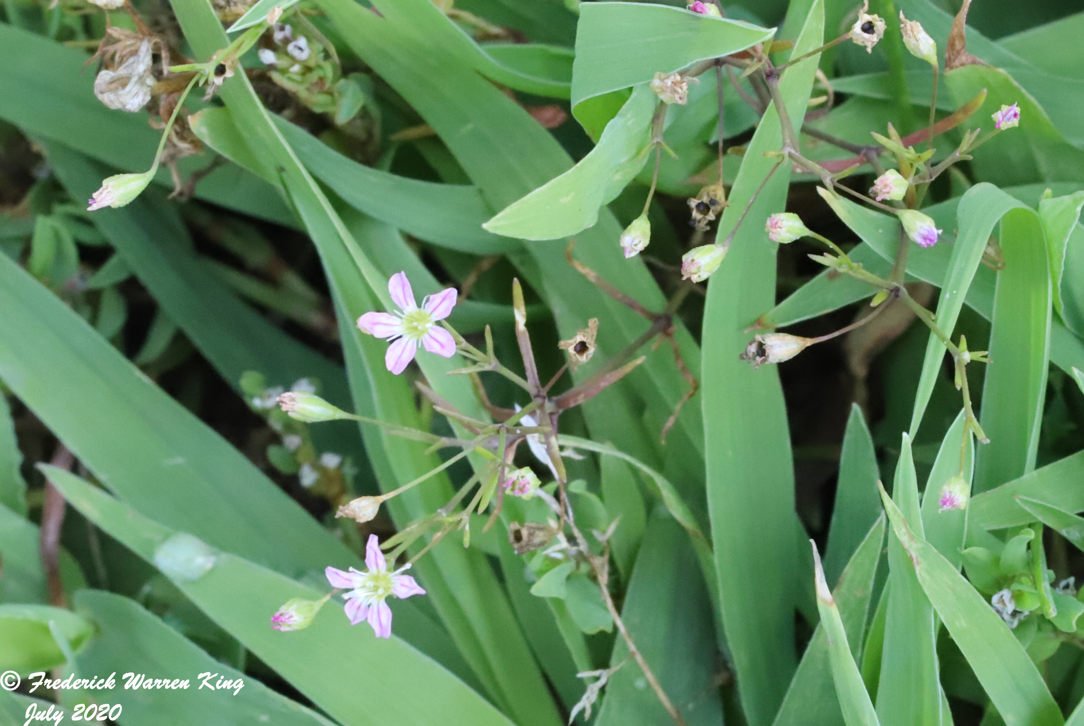 wild-flower-Gypsophila-muralis-07-10-2020-IMG_4402.JPG