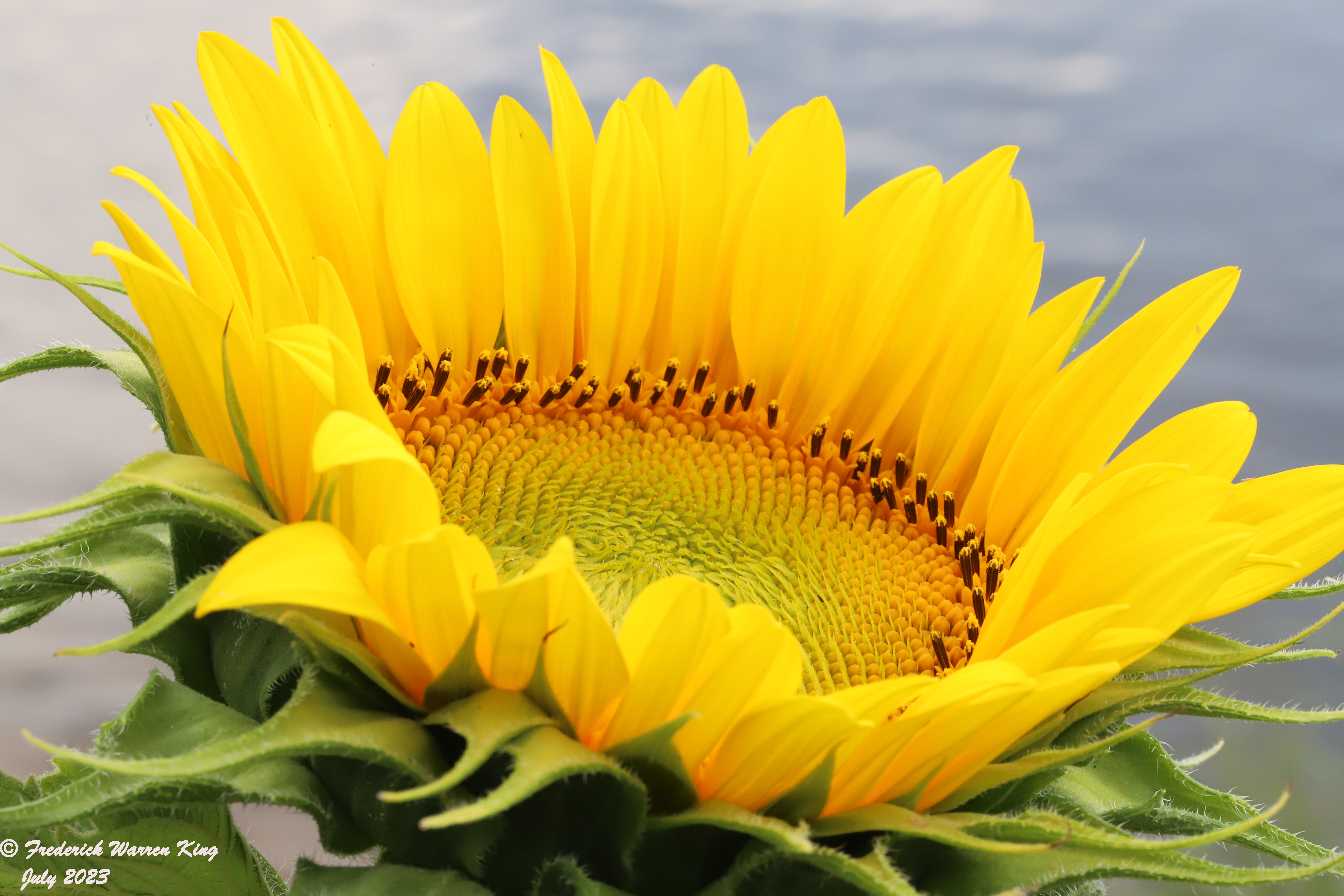 wild-flower-Helianthus-annuus-07-13-2023-IMG_7485.JPG