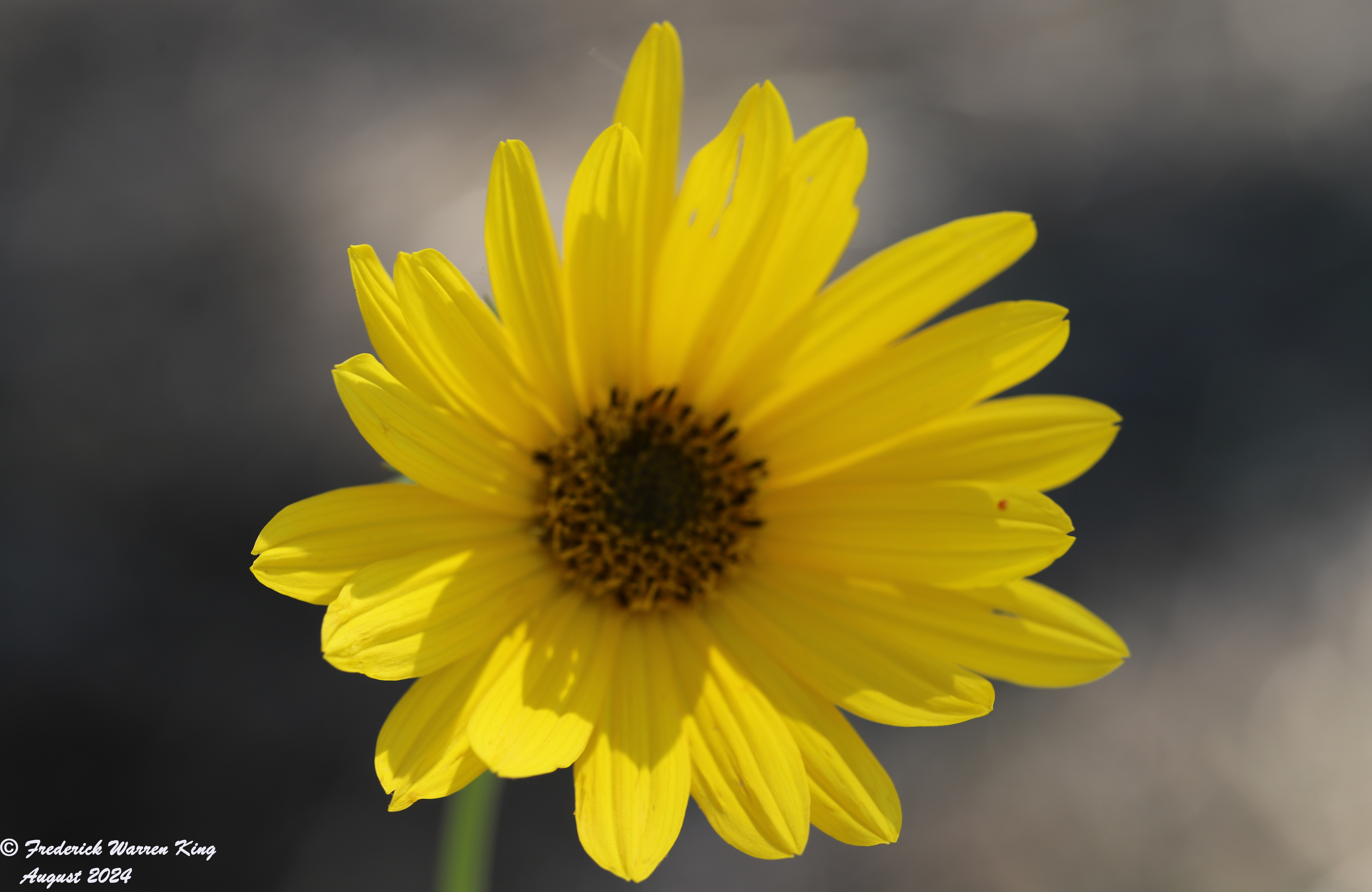 wild-flower-Helianthus-maximiliani-08-31-2024-IMG_4003.JPG