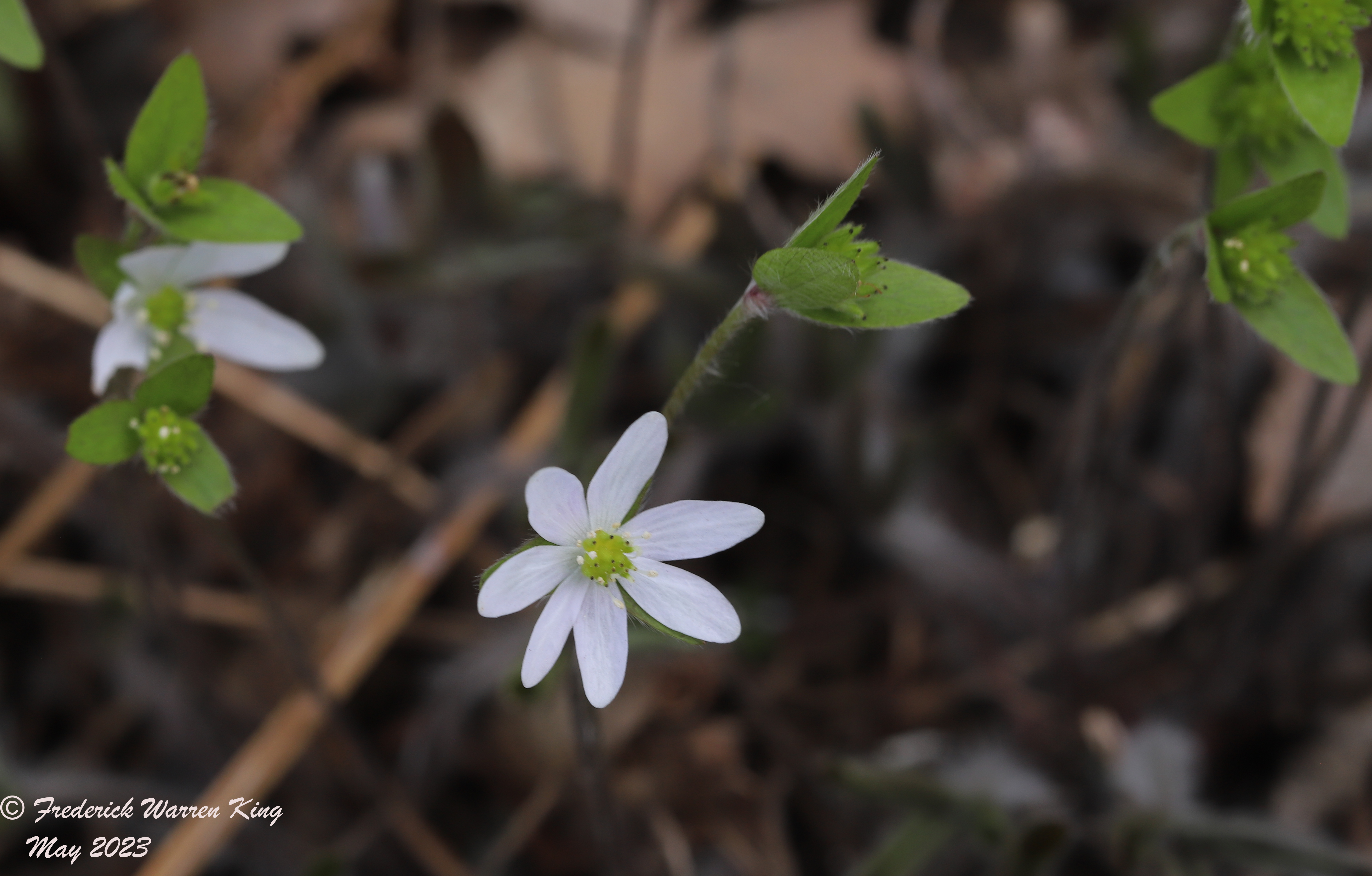 wild-flower-Hepatica-acutiloba-05-08-2023-IMG_5249.JPG