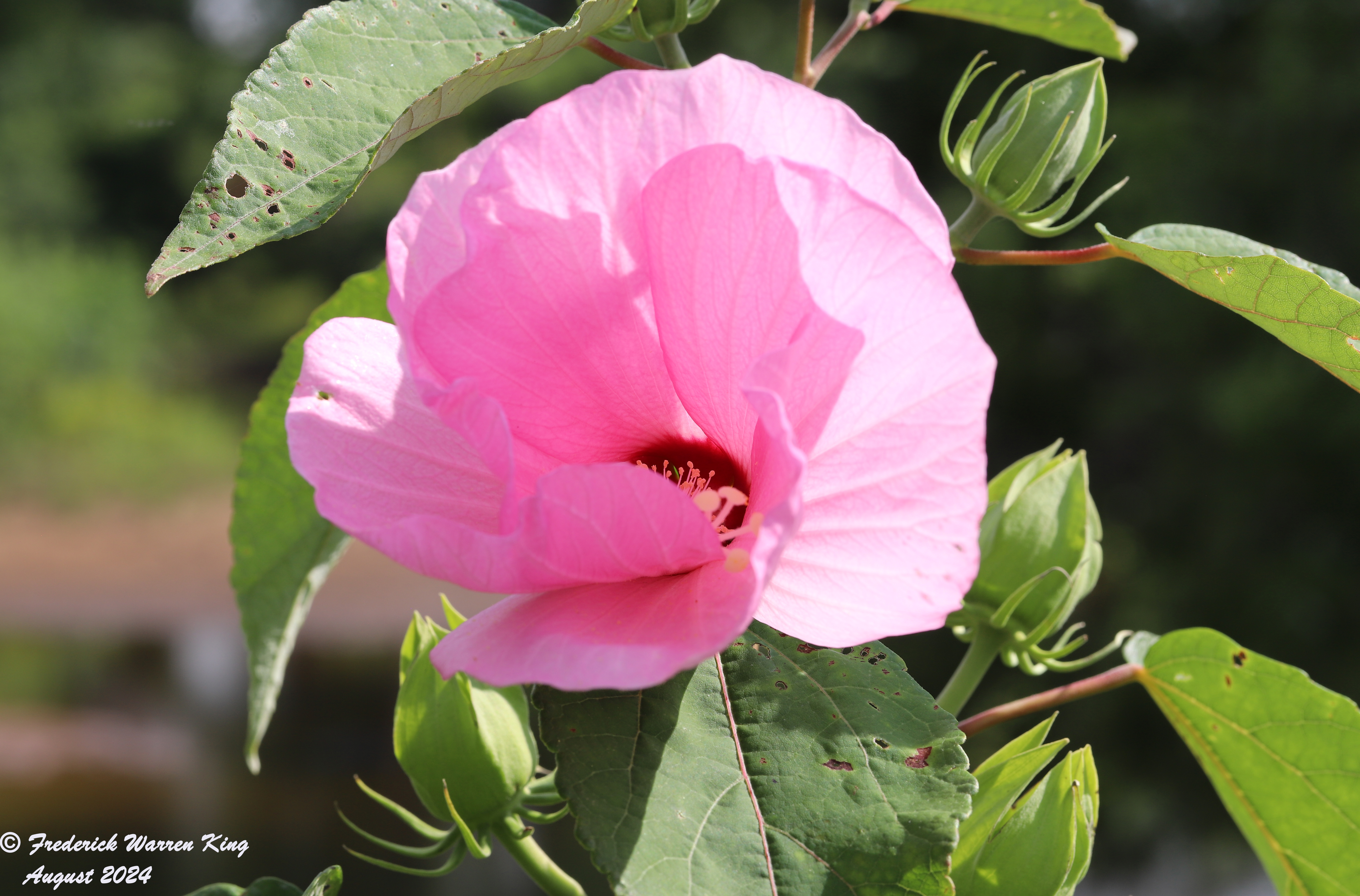 wild-flower-Hibiscus-moscheutos-08-14-2024-IMG_3571.JPG