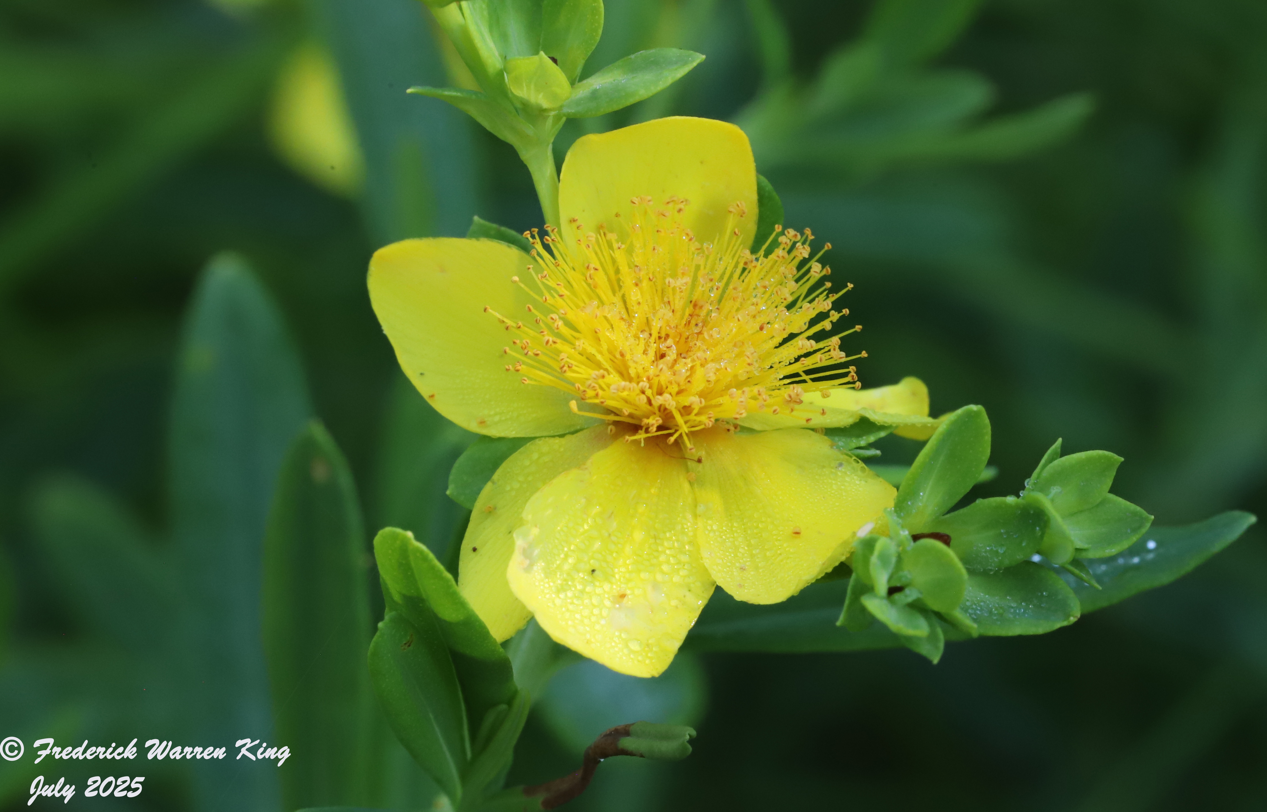 wild-flower-Hypericum-kalmianum-07-09-2025-IMG_5331.JPG