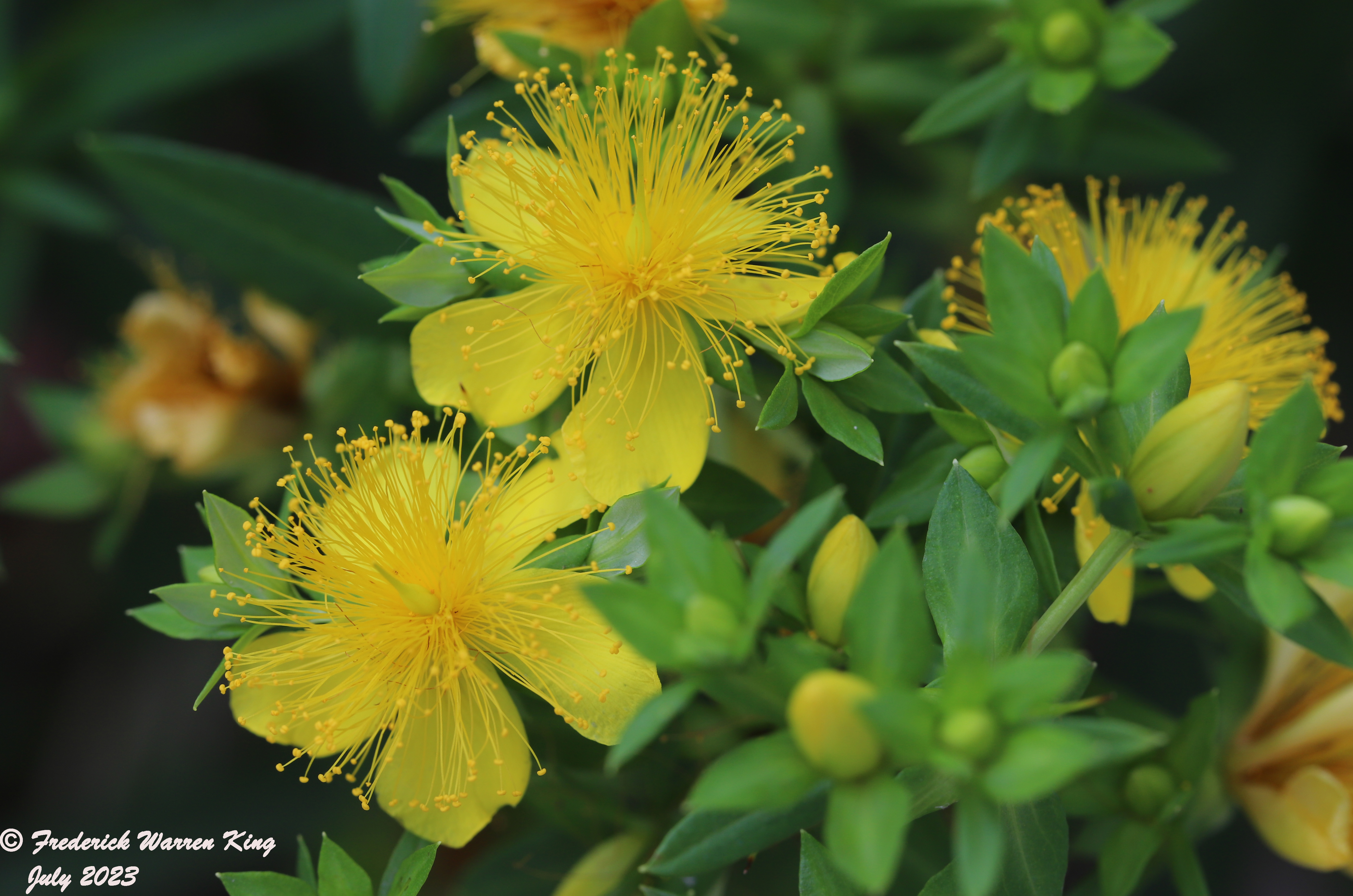 wild-flower-Hypericum-prolificum-07-19-2023-IMG_7641.JPG