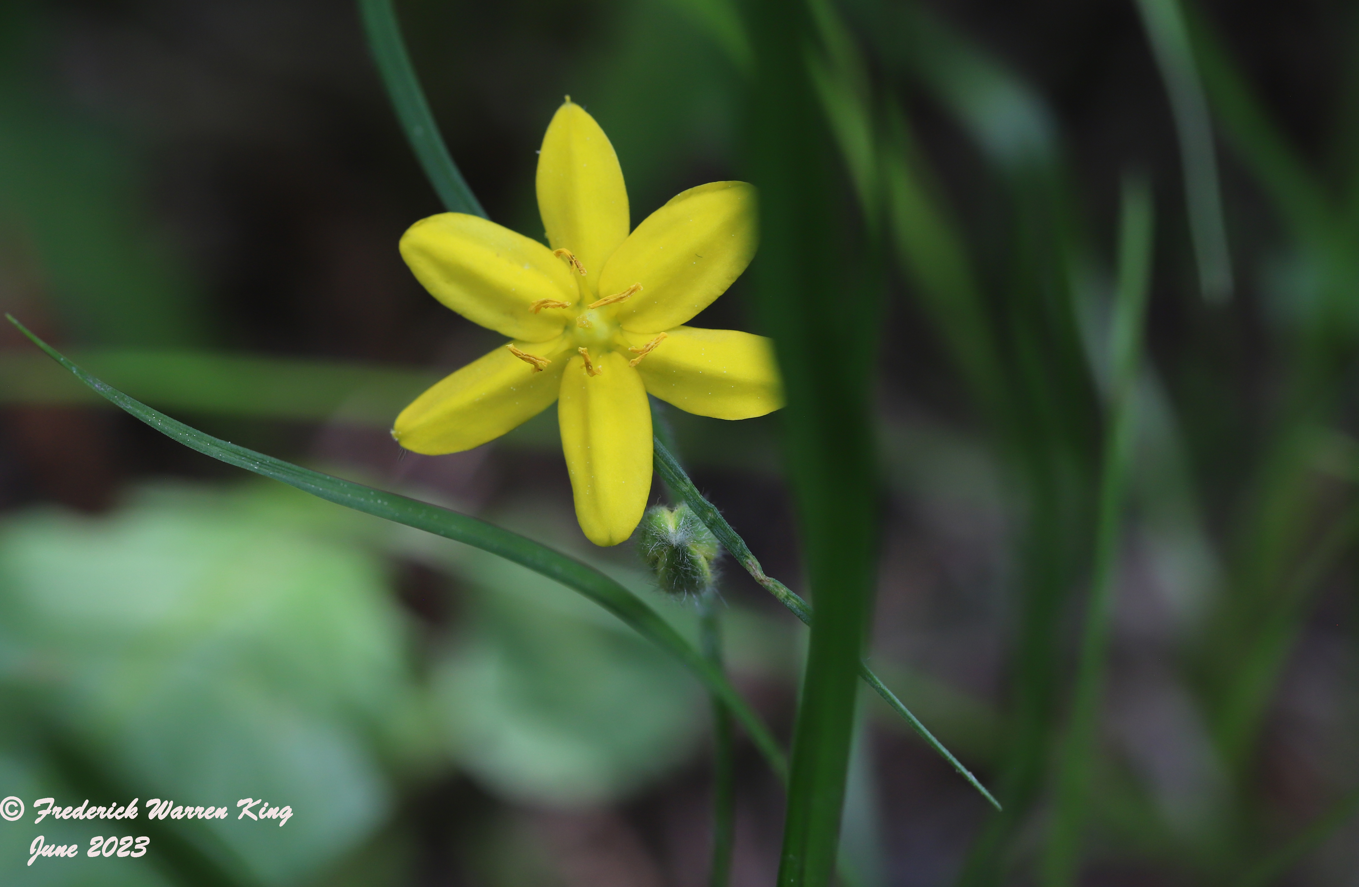 wild-flower-Hypoxis-hirsuta-06-06-2023-IMG_6211.JPG