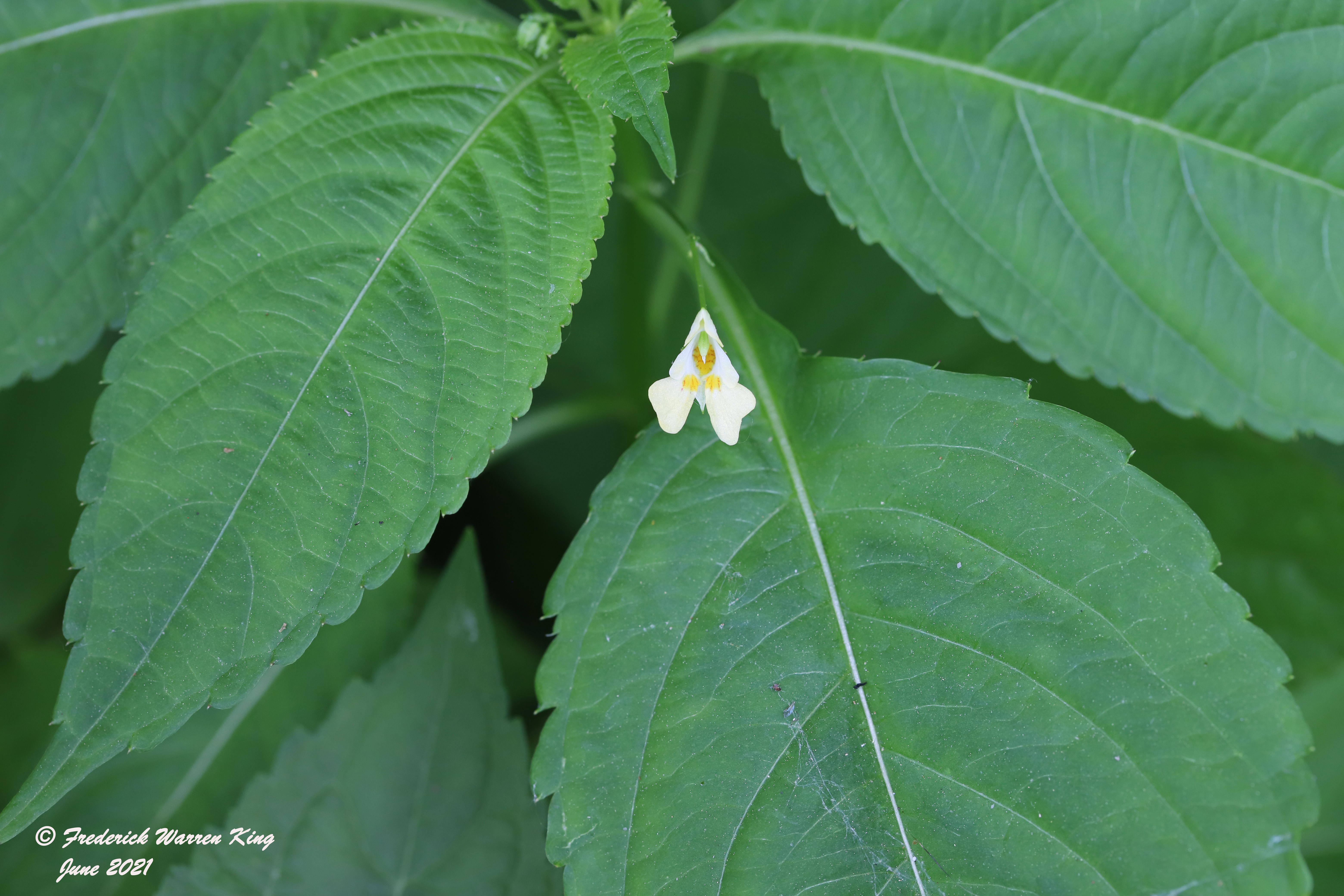 wild-flower-Impatiens-parviflora-06-06-2021-IMG_6715.JPG