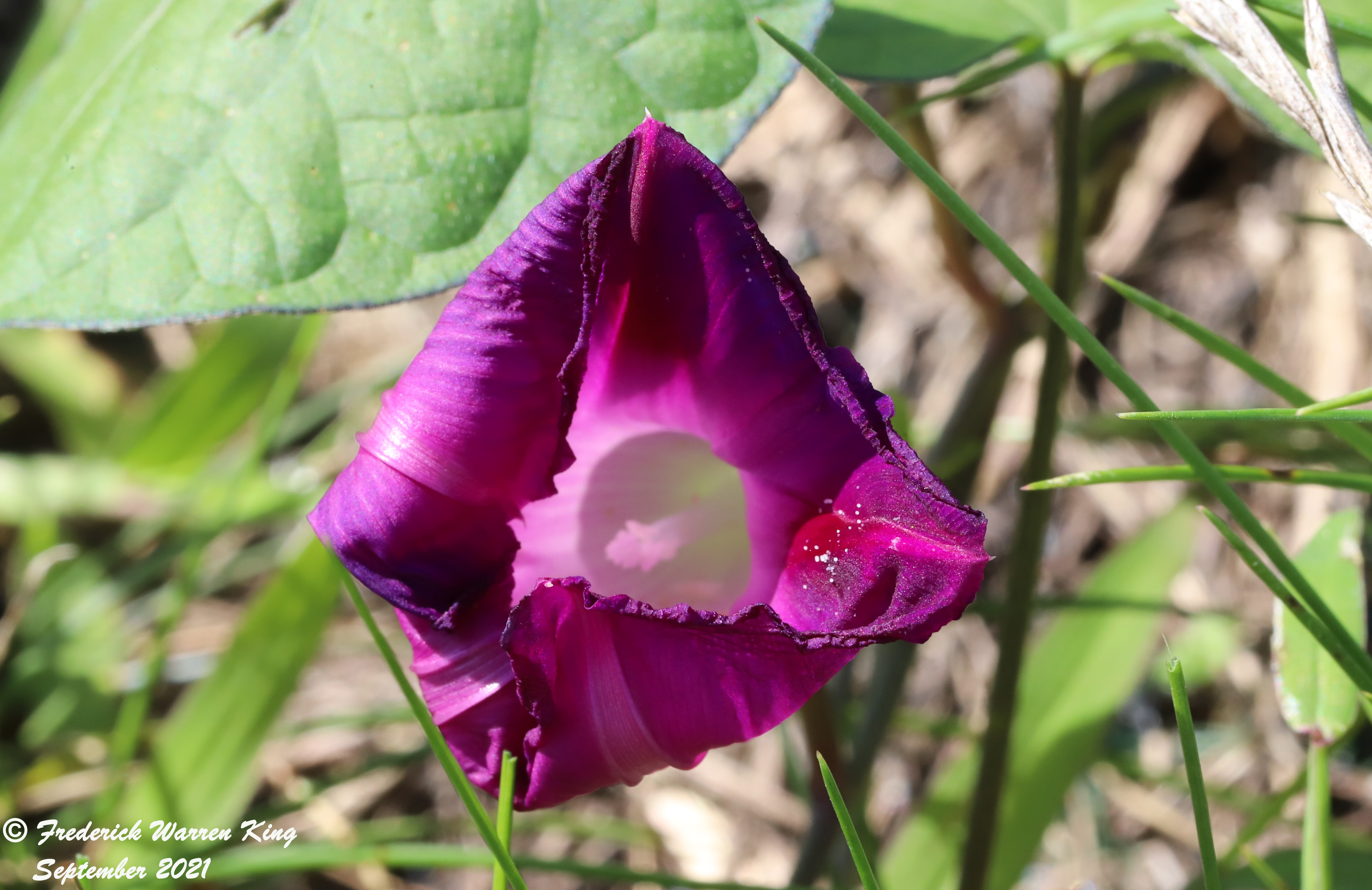 wild-flower-Ipomoea-purpurea-09-04-2021-IMG_9200.JPG