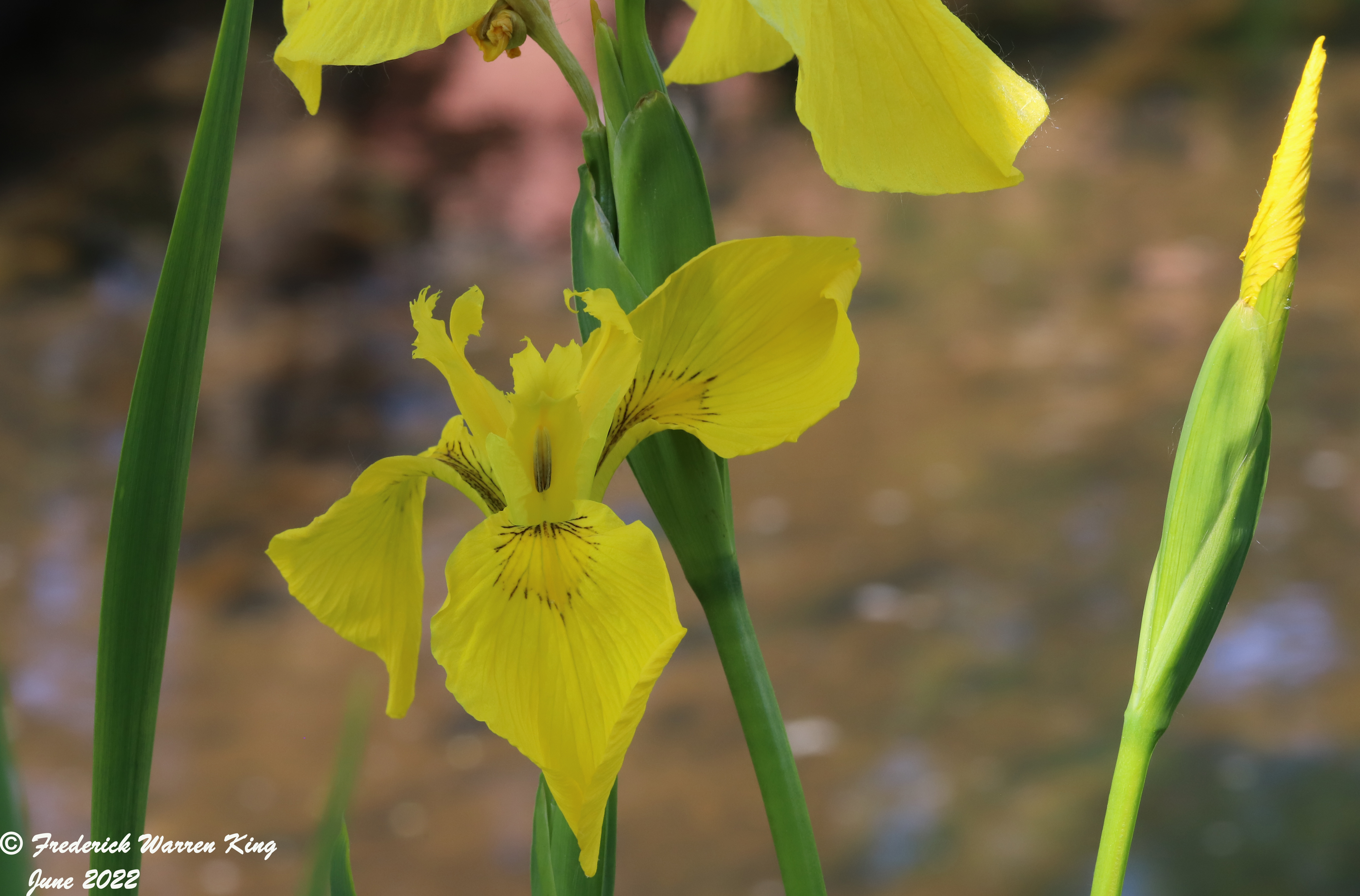 wild-flower-Iris-pseudacorus-06-08-2022-IMG_1482.JPG