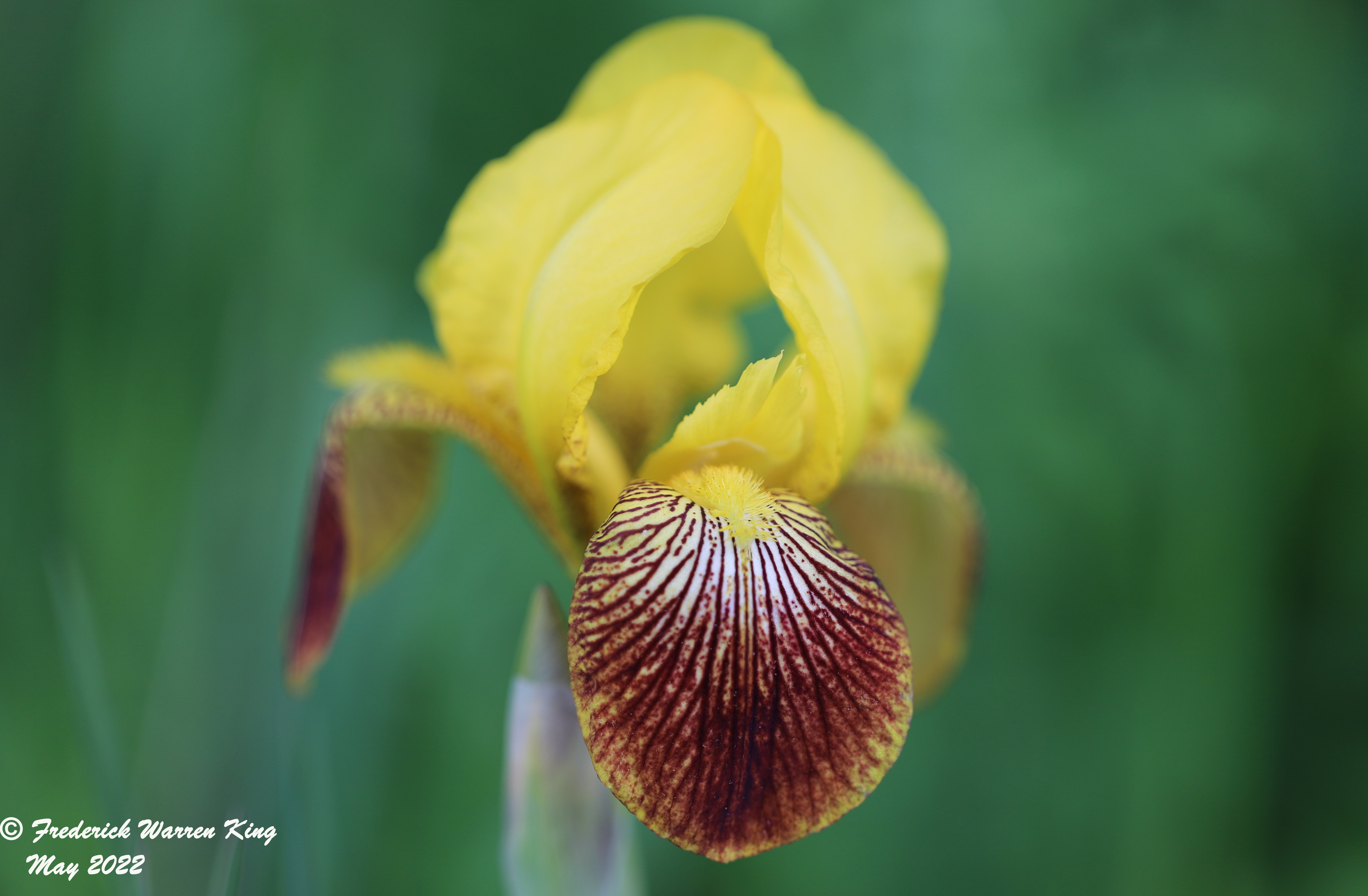 wild-flower-Iris-variegata-05-28-2022-IMG_0967.JPG