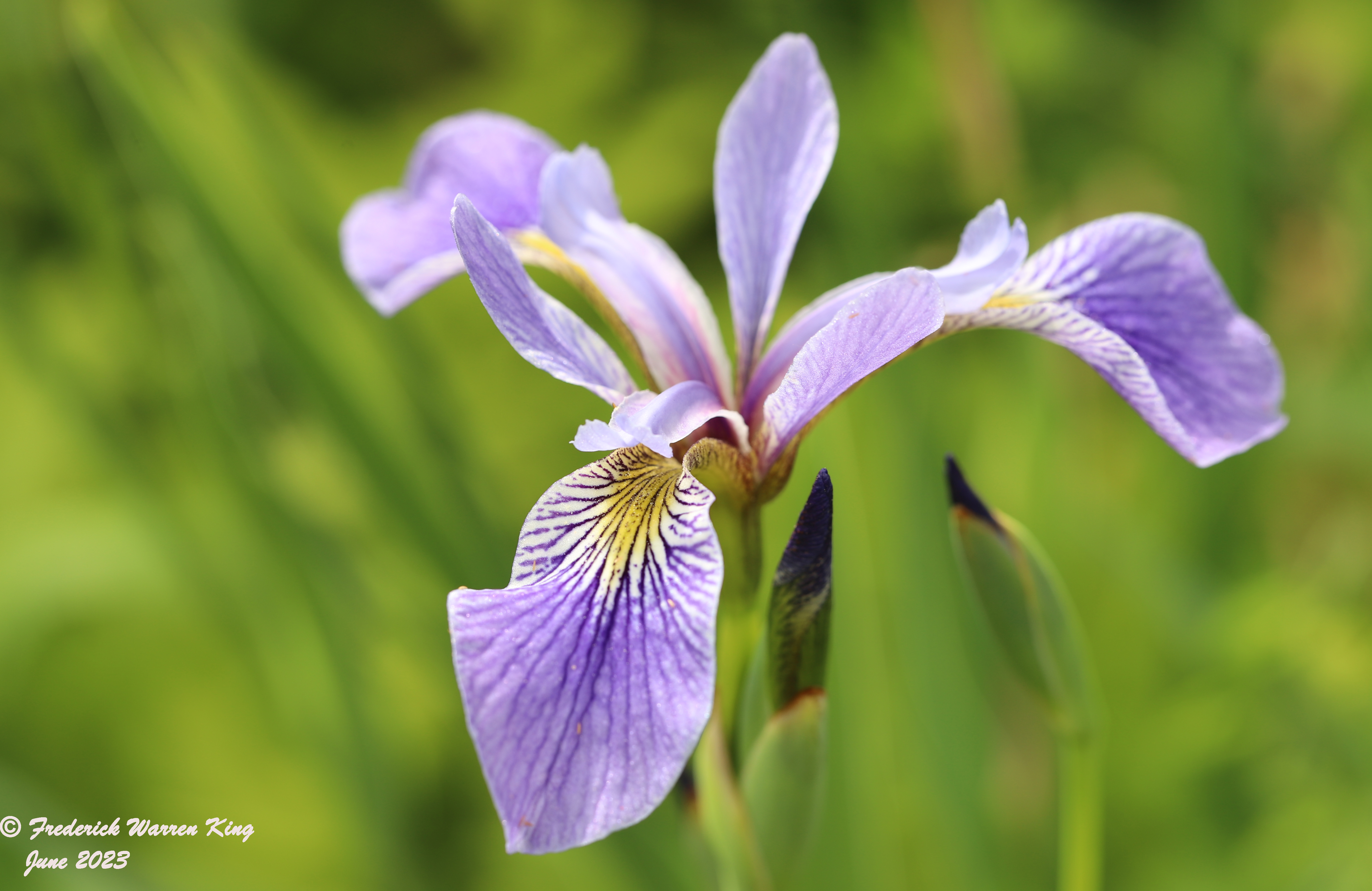 wild-flower-Iris-versicolor-06-12-2023-IMG_6371.JPG