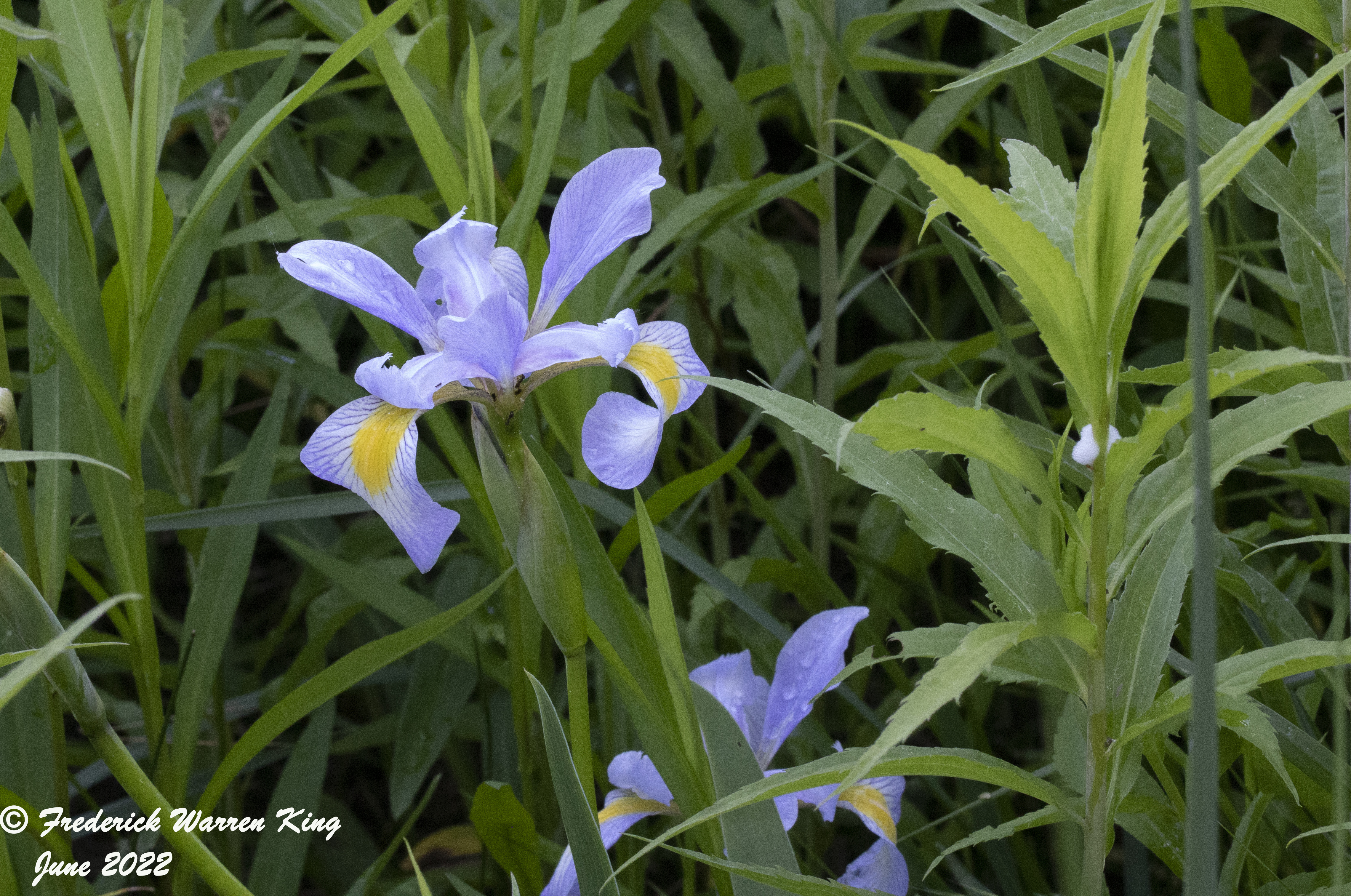 wild-flower-Iris-virginica-06-08-2022-IMG_1493.JPG