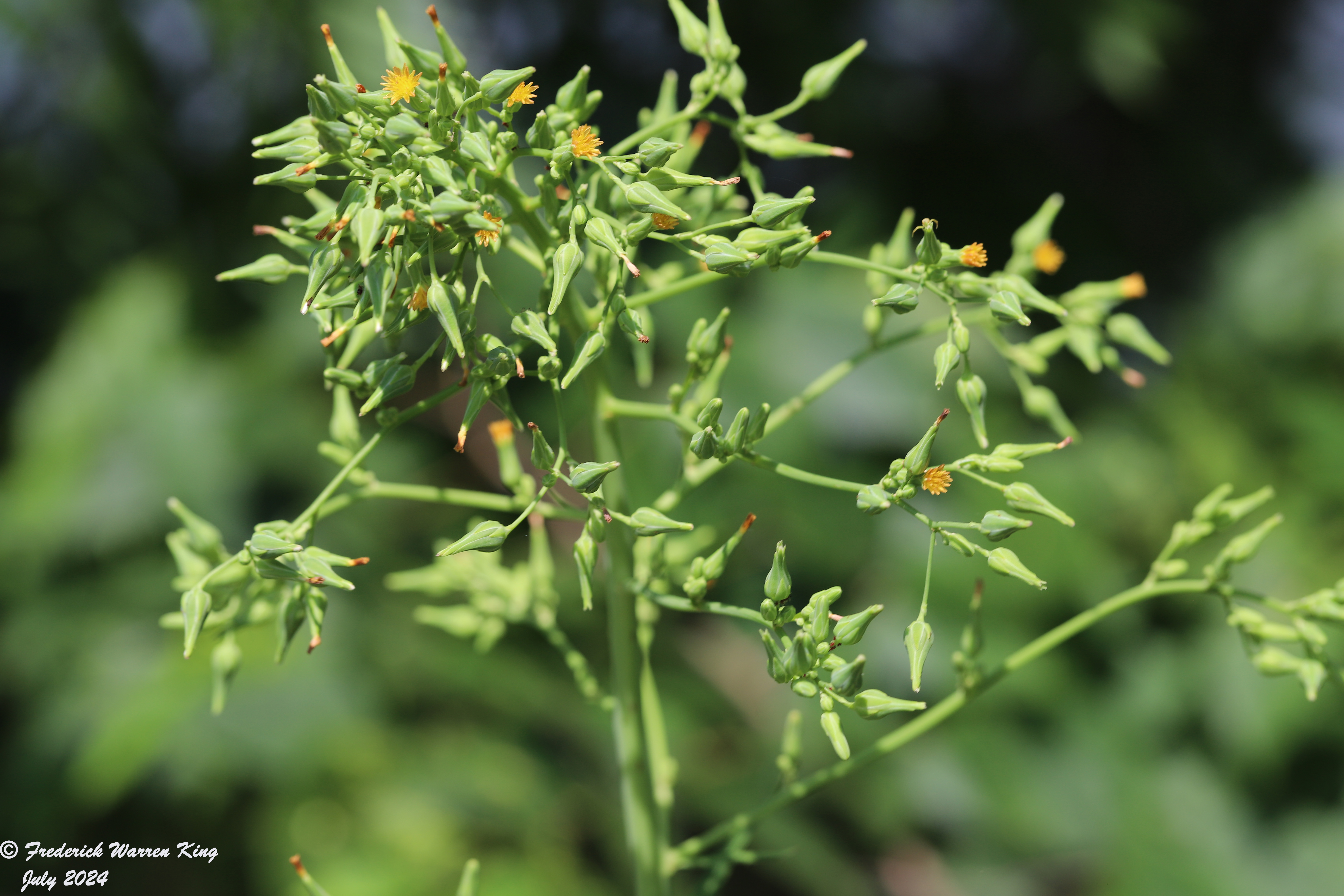 wild-flower-Lactuca-canadensis-07-24-2024-IMG_3080.JPG