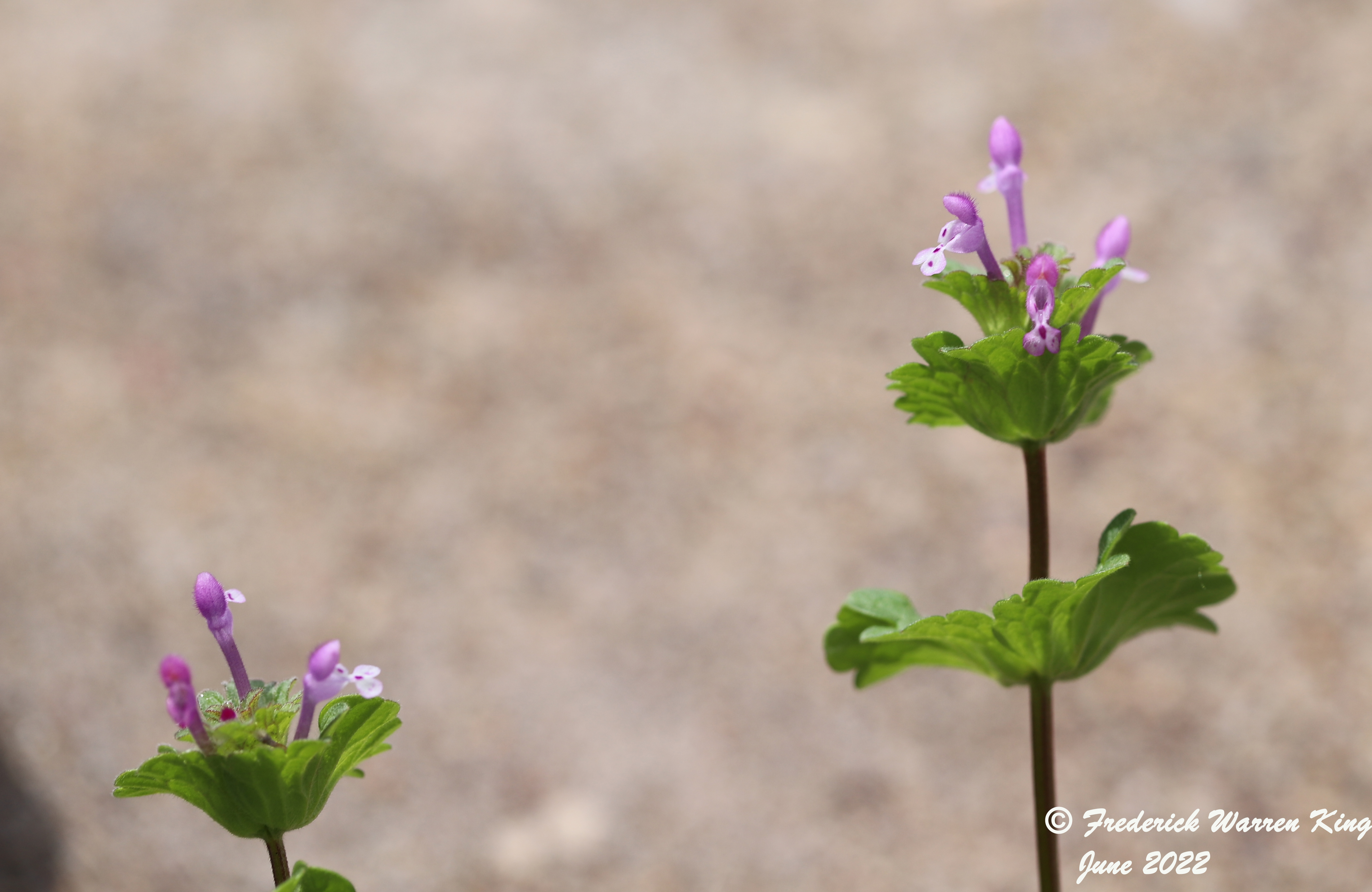 wild-flower-Lamium-amplexicaule-06-06-2022-IMG_1429.JPG