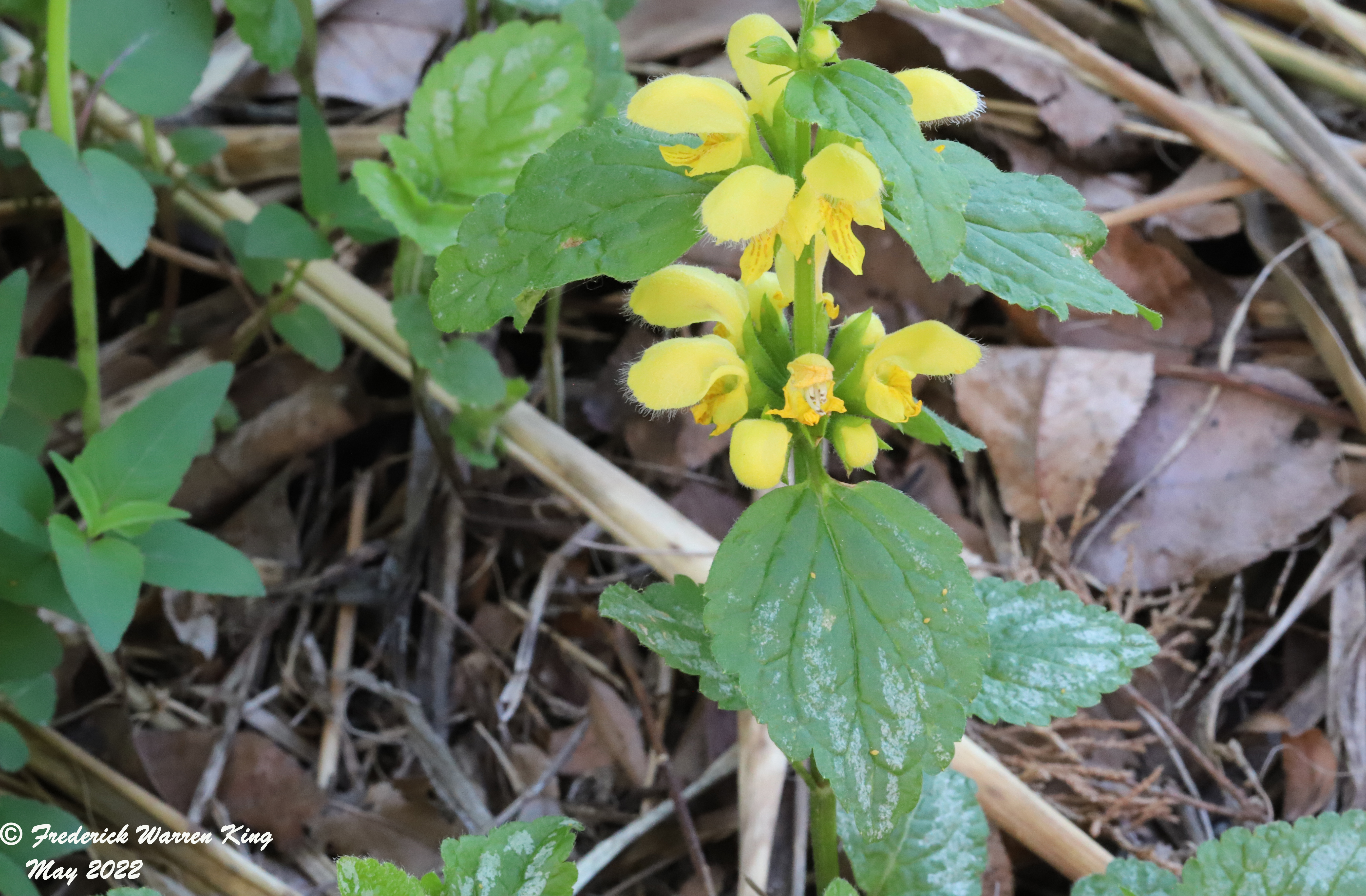 wild-flower-Lamium-galeobdolon-05-14-2022-IMG_0378.JPG