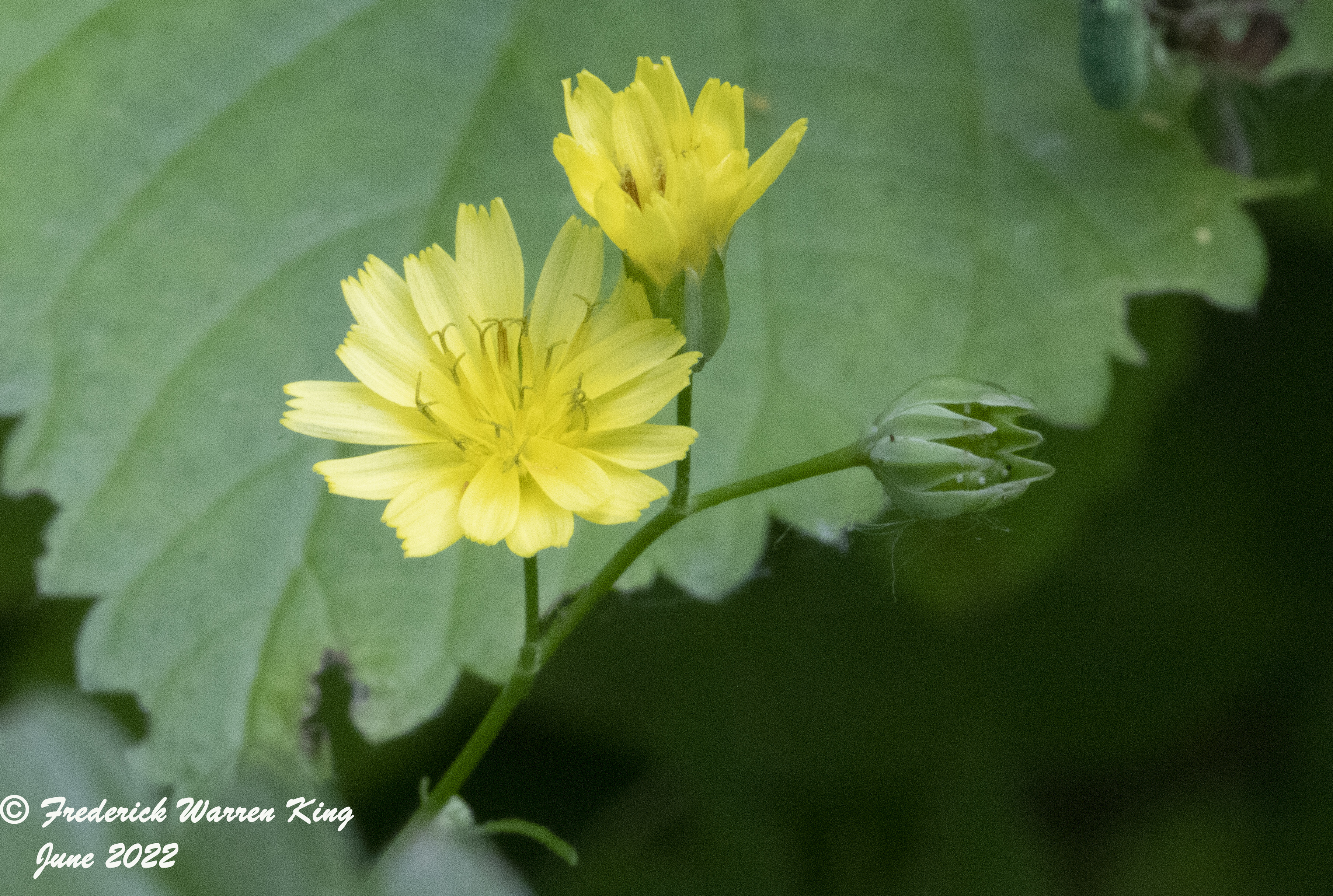 wild-flower-Lapsana-communis-06-29-2022-IMG_2166.JPG