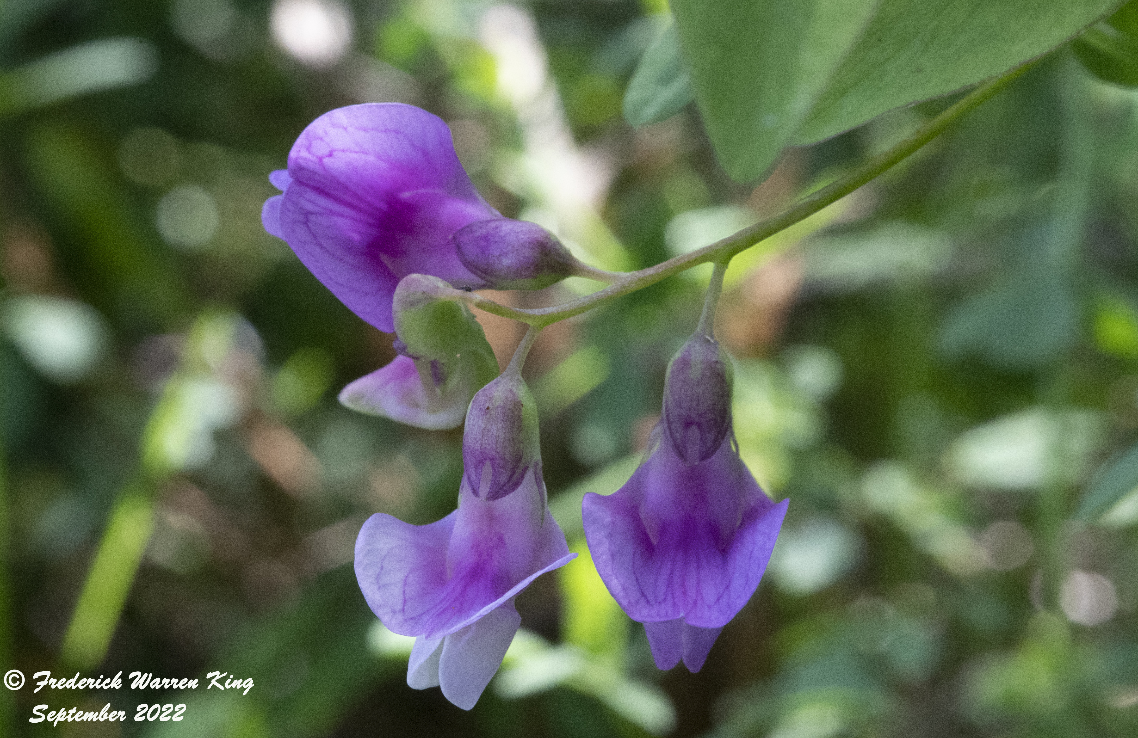 wild-flower-Lathyrus-palustris-09-07-2022-IMG_4533.JPG