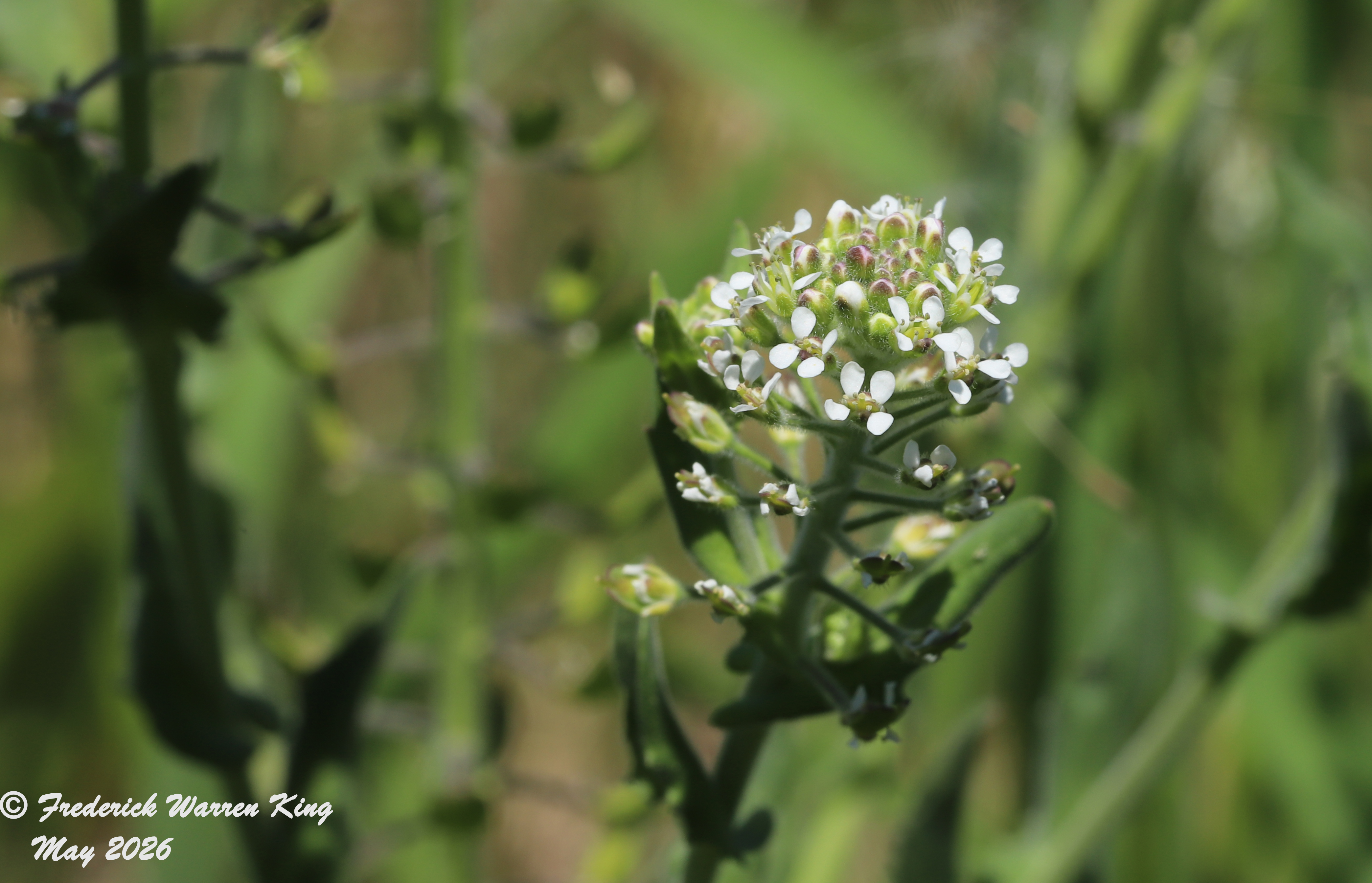 wild-flower-Lepidium-campestre-05-24-2026-IMG_5746.JPG