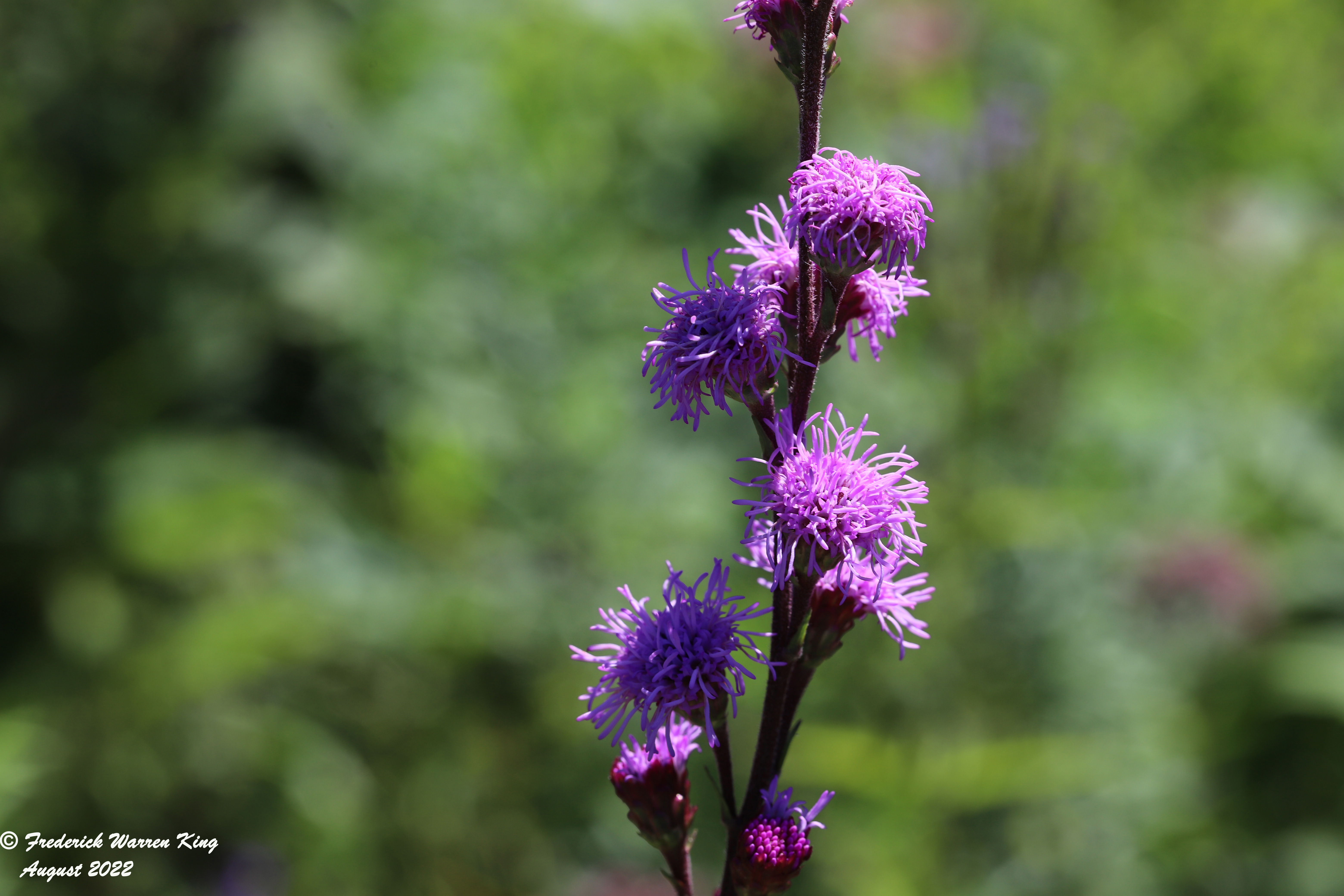 wild-flower-Liatris-ligulistylis-08-11-2022-IMG_3774.JPG