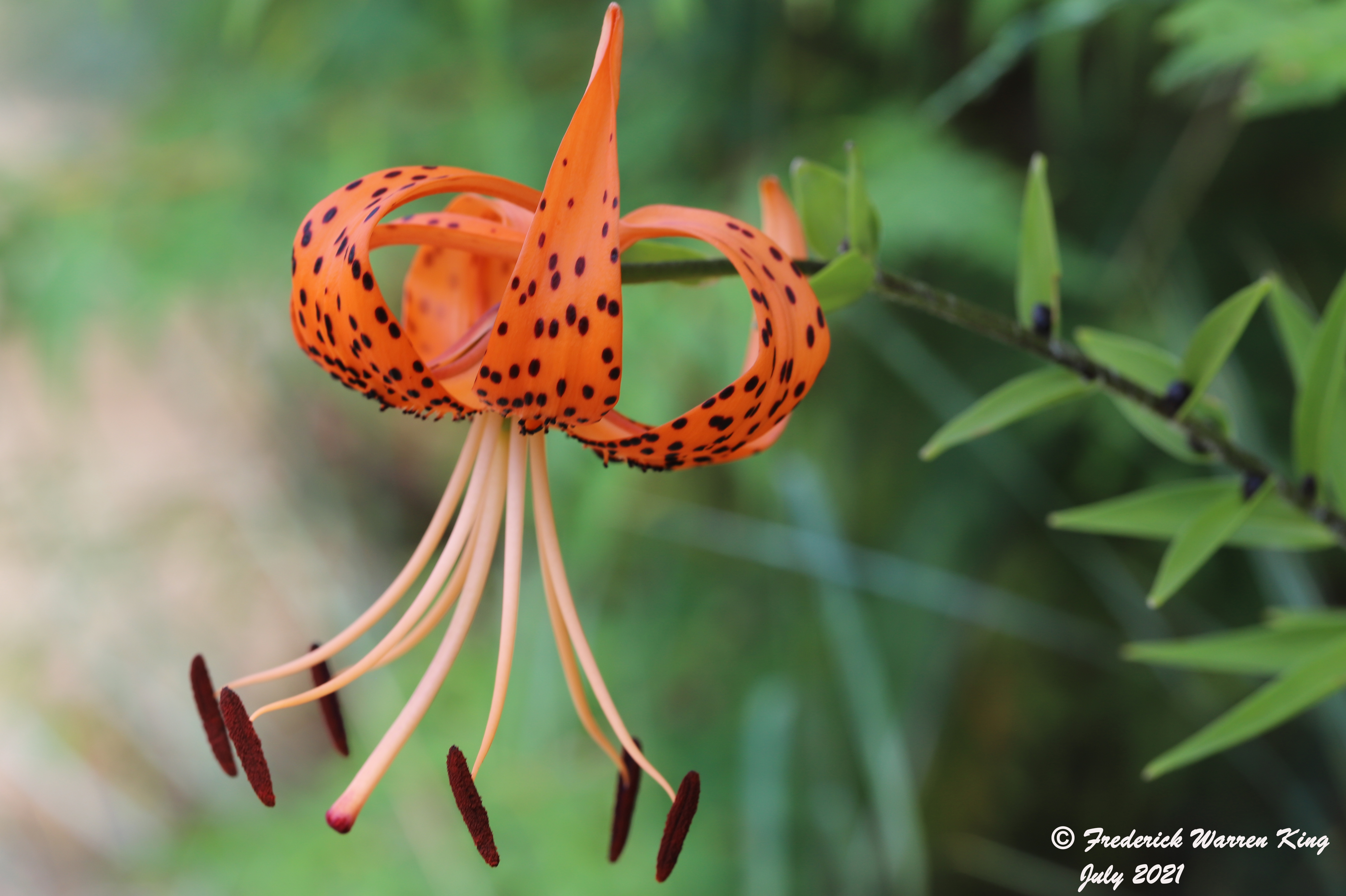 wild-flower-Lilium-lancifolium-07-24-2021-IMG_8112.JPG