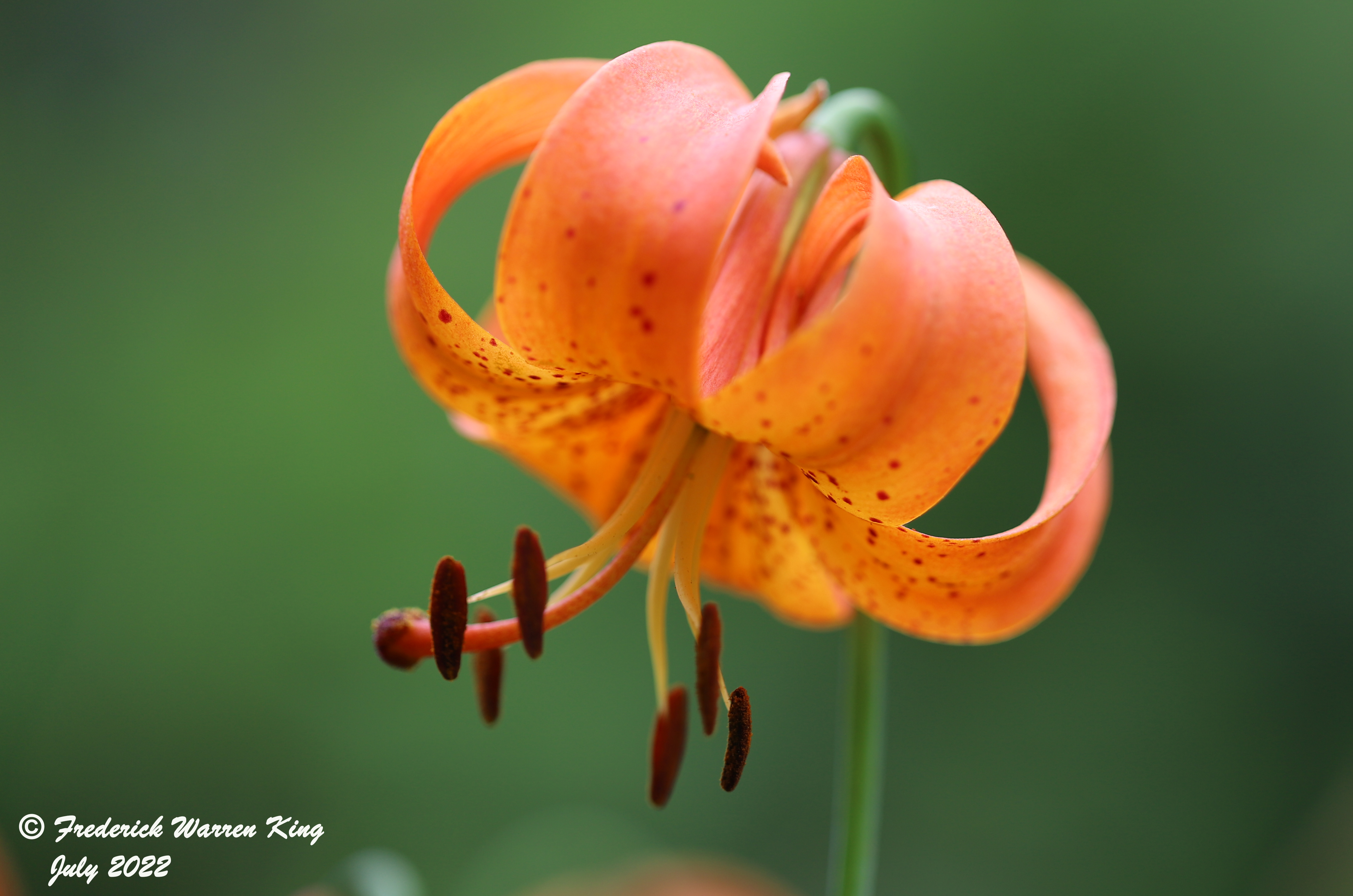 wild-flower-Lilium-michiganense-07-20-2022-IMG_2920.JPG