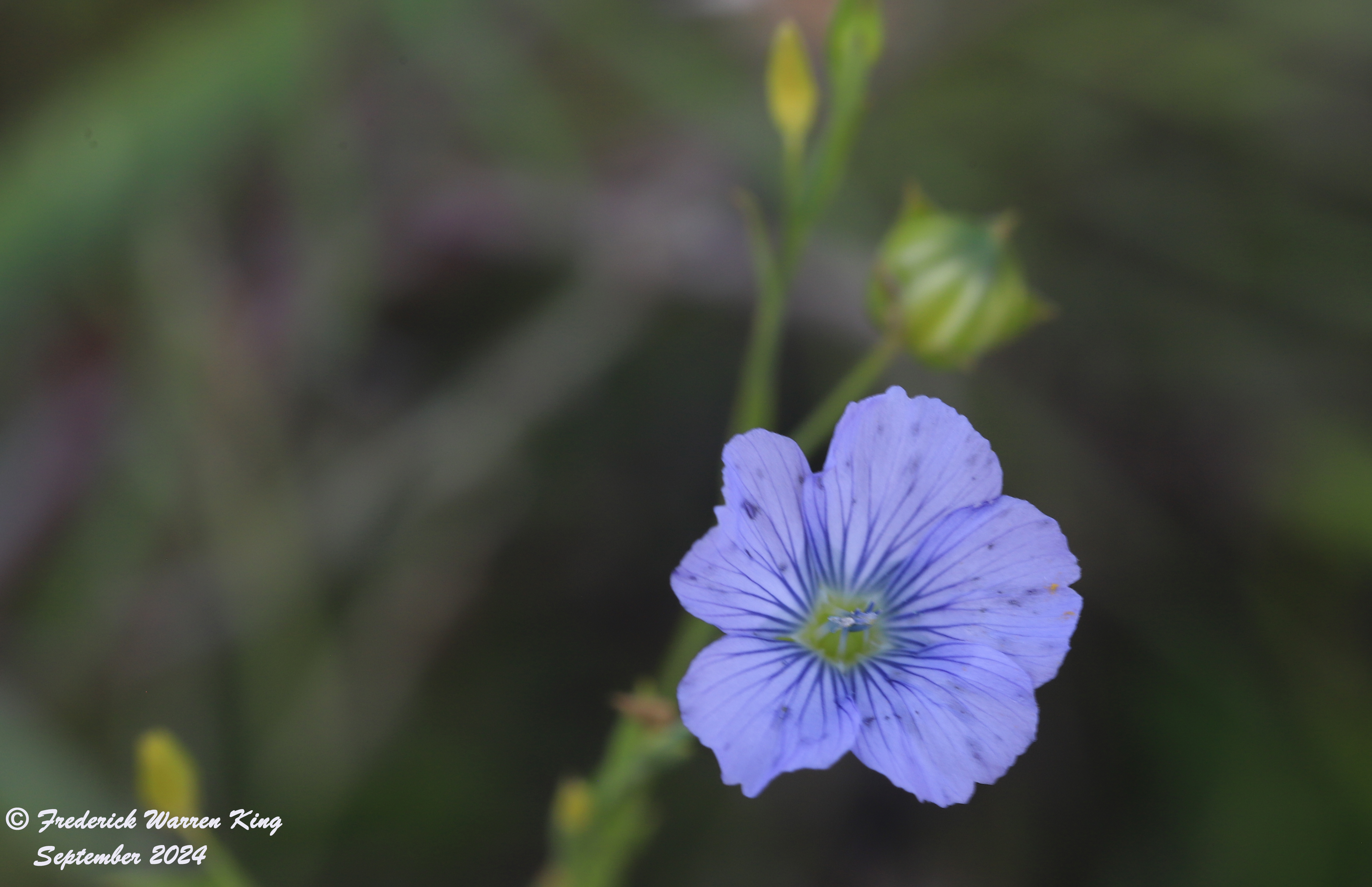 wild-flower-Linum-usitatissimum-09-08-2024-IMG_4285.JPG
