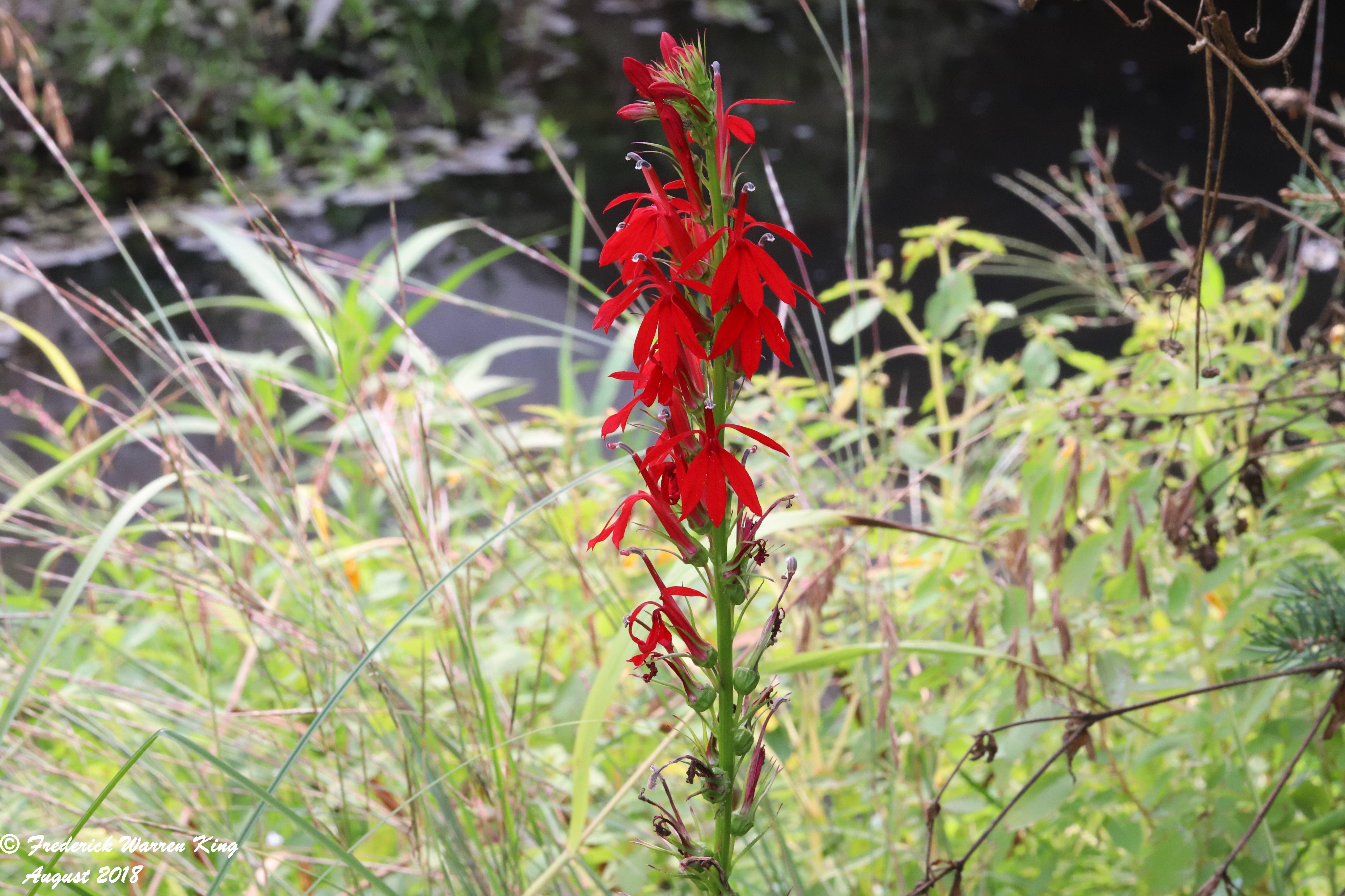 wild-flower-Lobelia-cardinalis-08-20-2018-IMG_0820.JPG