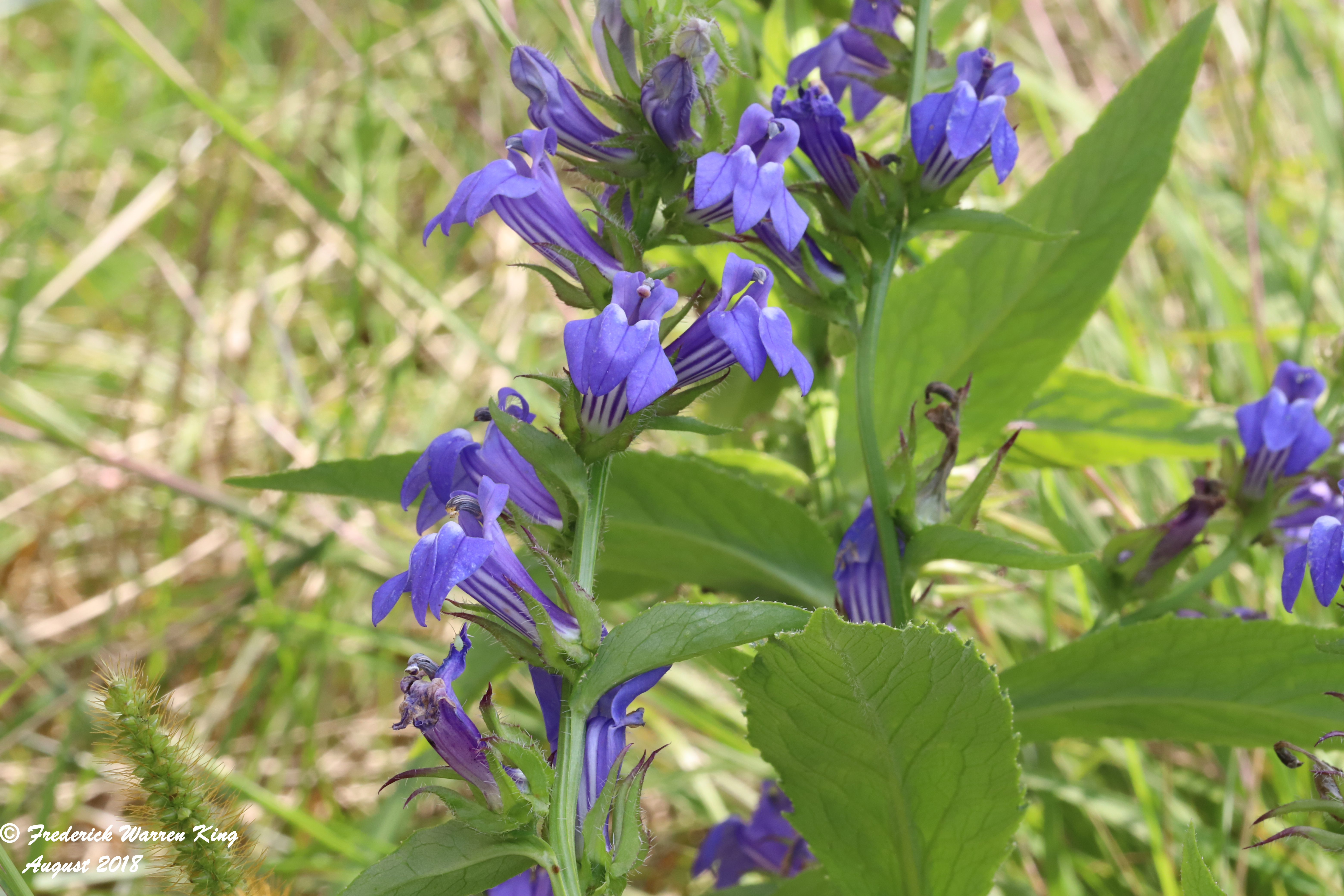 wild-flower-Lobelia-siphilitica-08-25-2018-IMG_0881.JPG