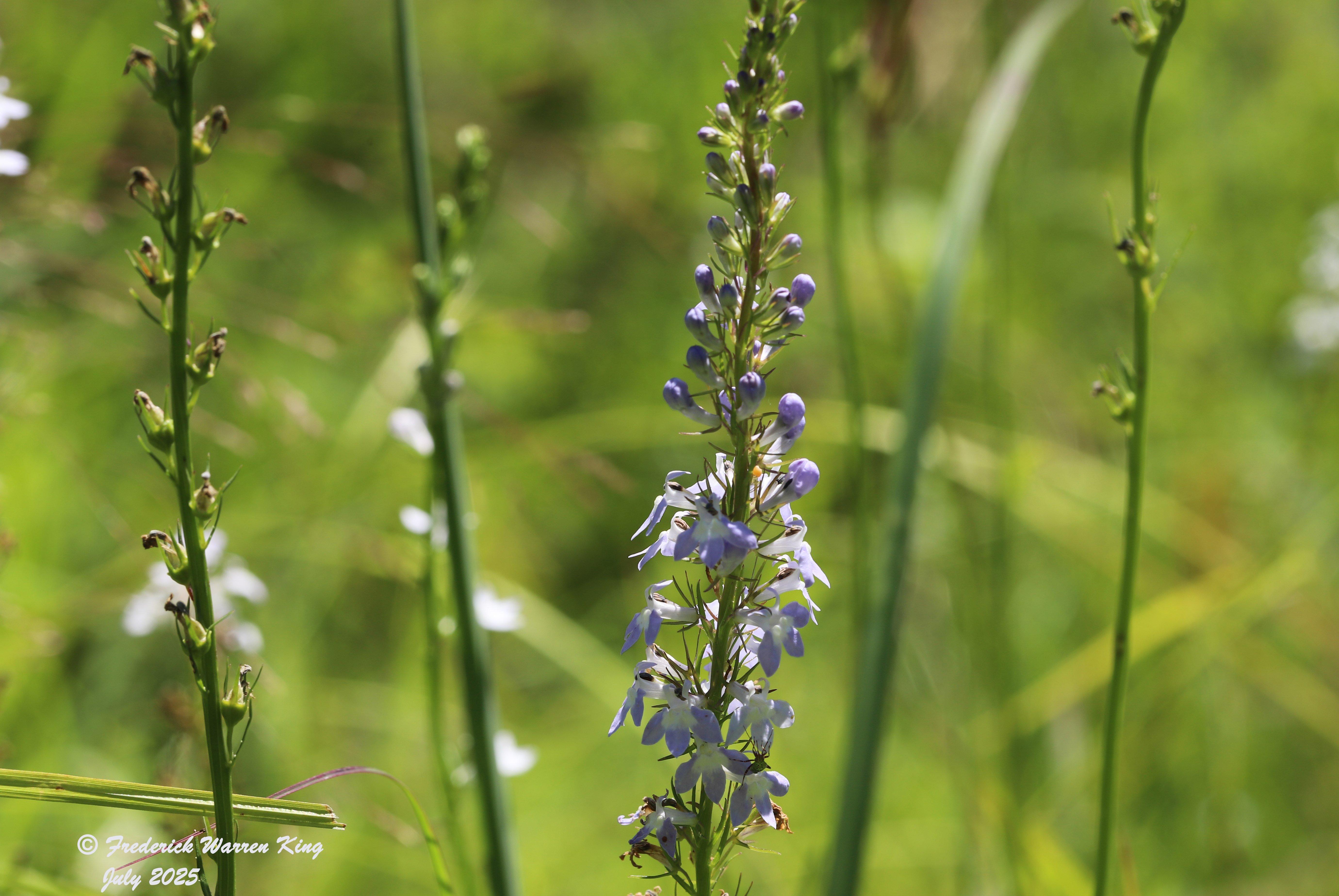 wild-flower-Lobelia-spicata-07-09-2025-IMG_5398.JPG