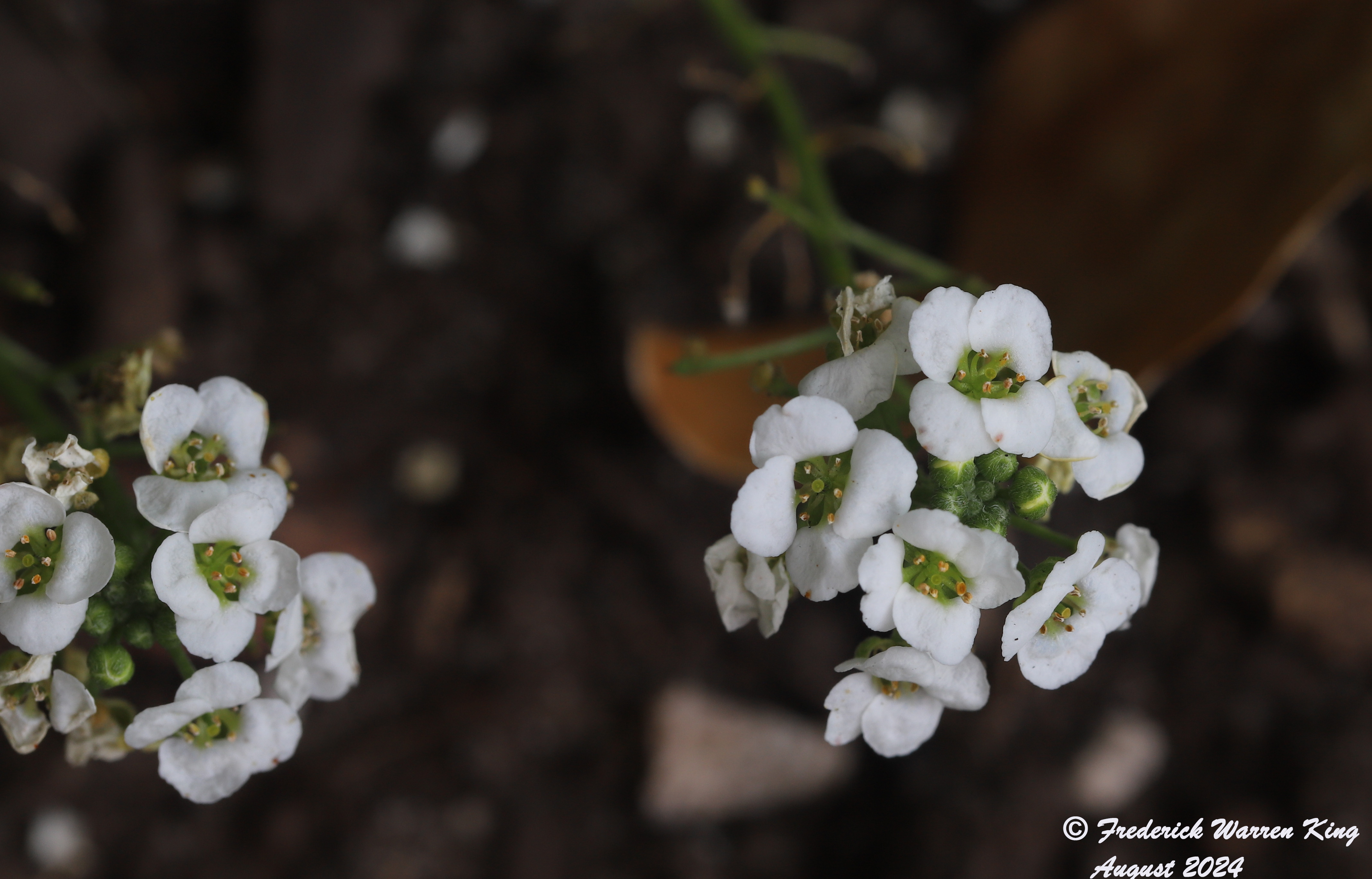 wild-flower-Lobularia-maritima-08-25-2024-IMG_3851.JPG