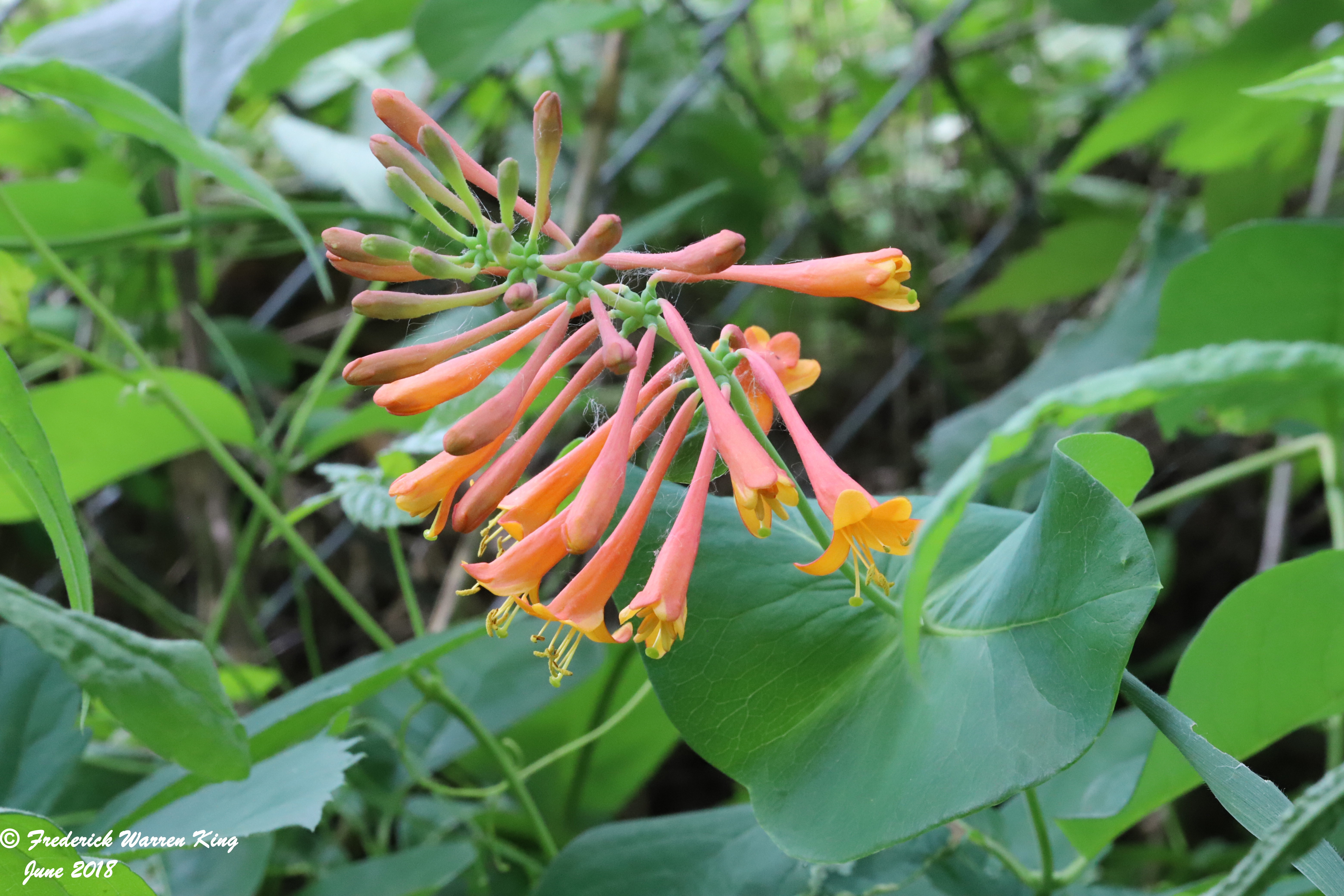 wild-flower-Lonicera-sempervirens-06-08-2018-IMG_0365.JPG