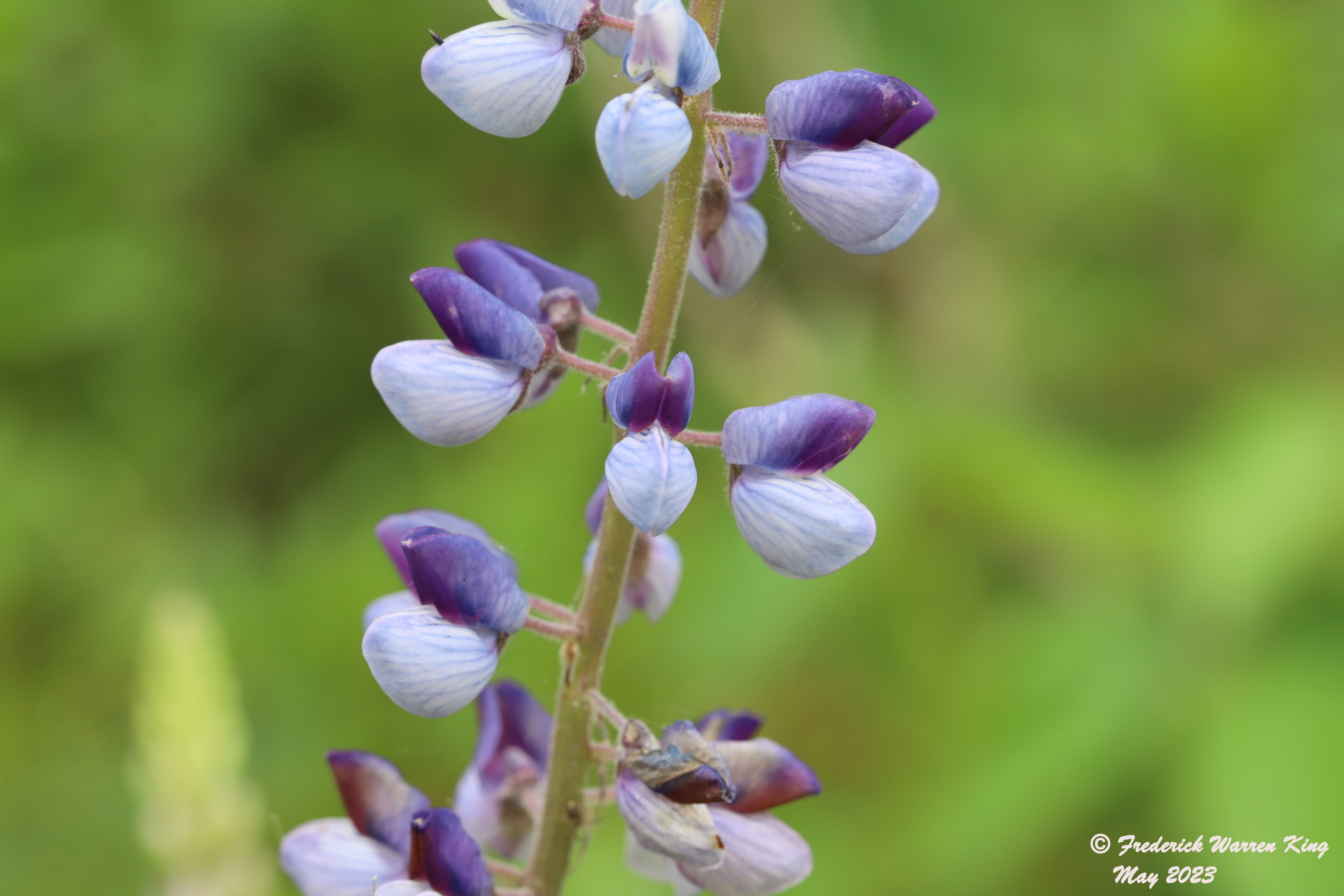 wild-flower-Lupinus-perennis-05-30-2023-IMG_5893.JPG