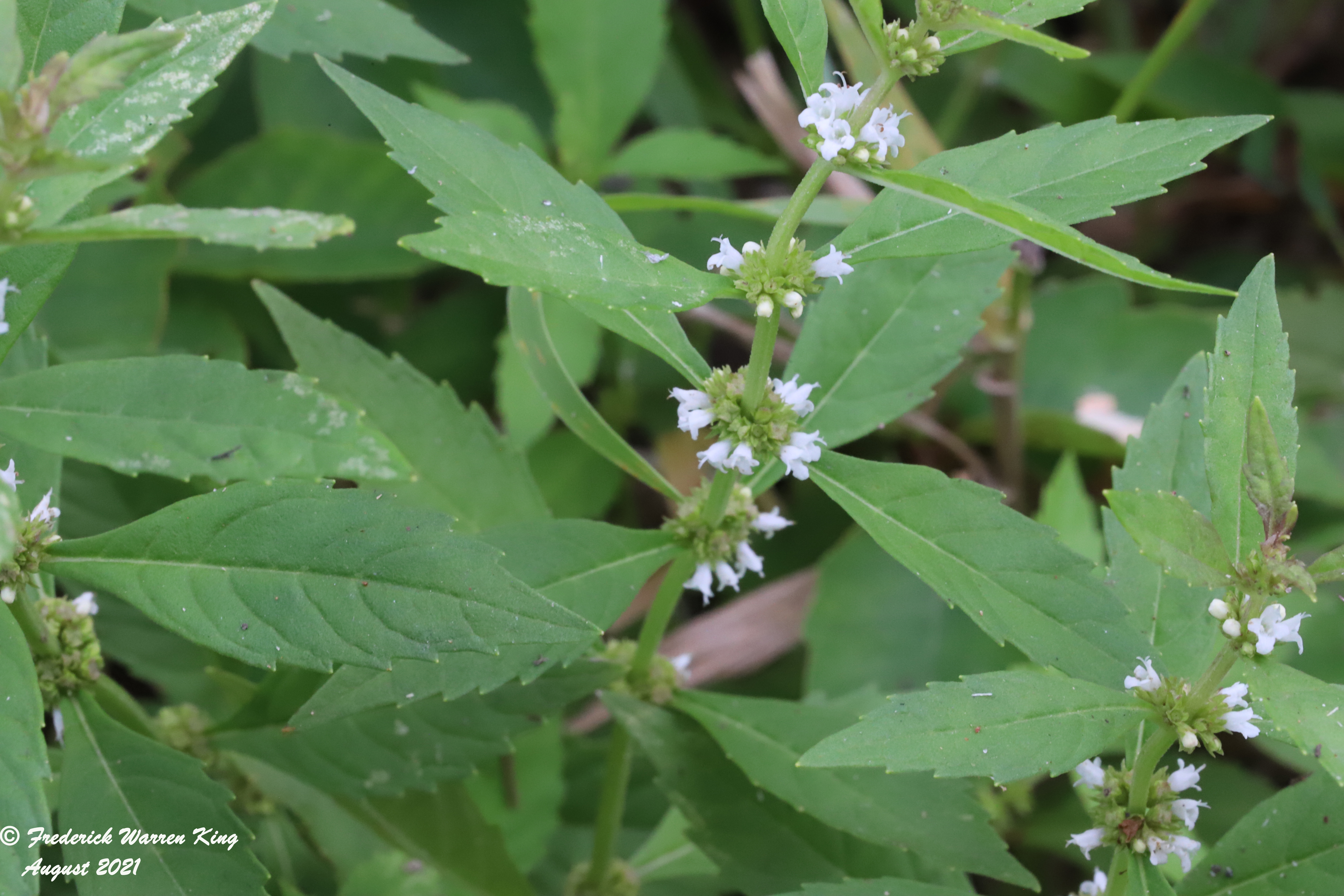 wild-flower-Lycopus-uniflorus-08-26-2021-IMG_9003.JPG