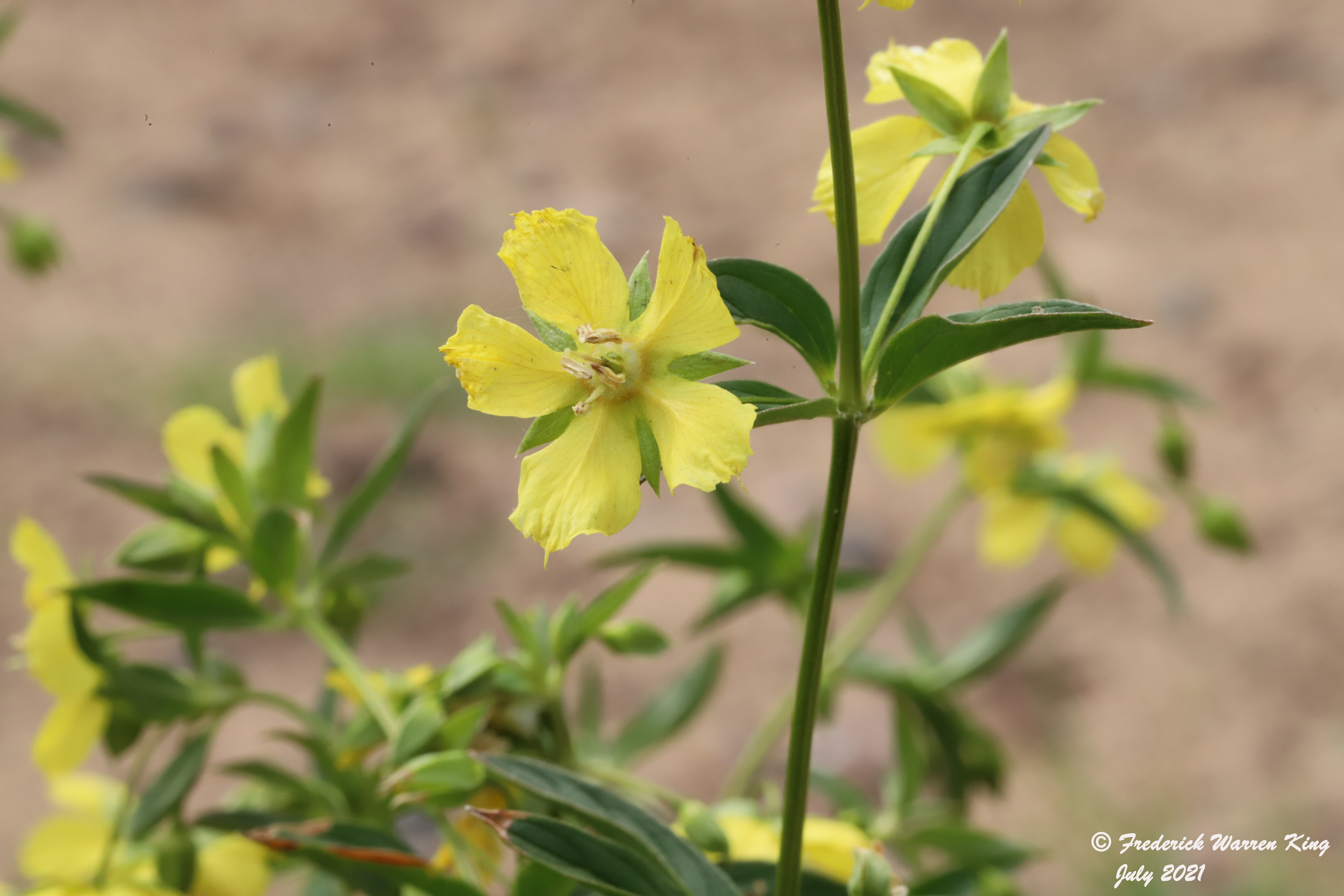 wild-flower-Lysimachia-lanceolata-07-21-2021-IMG_7978.JPG