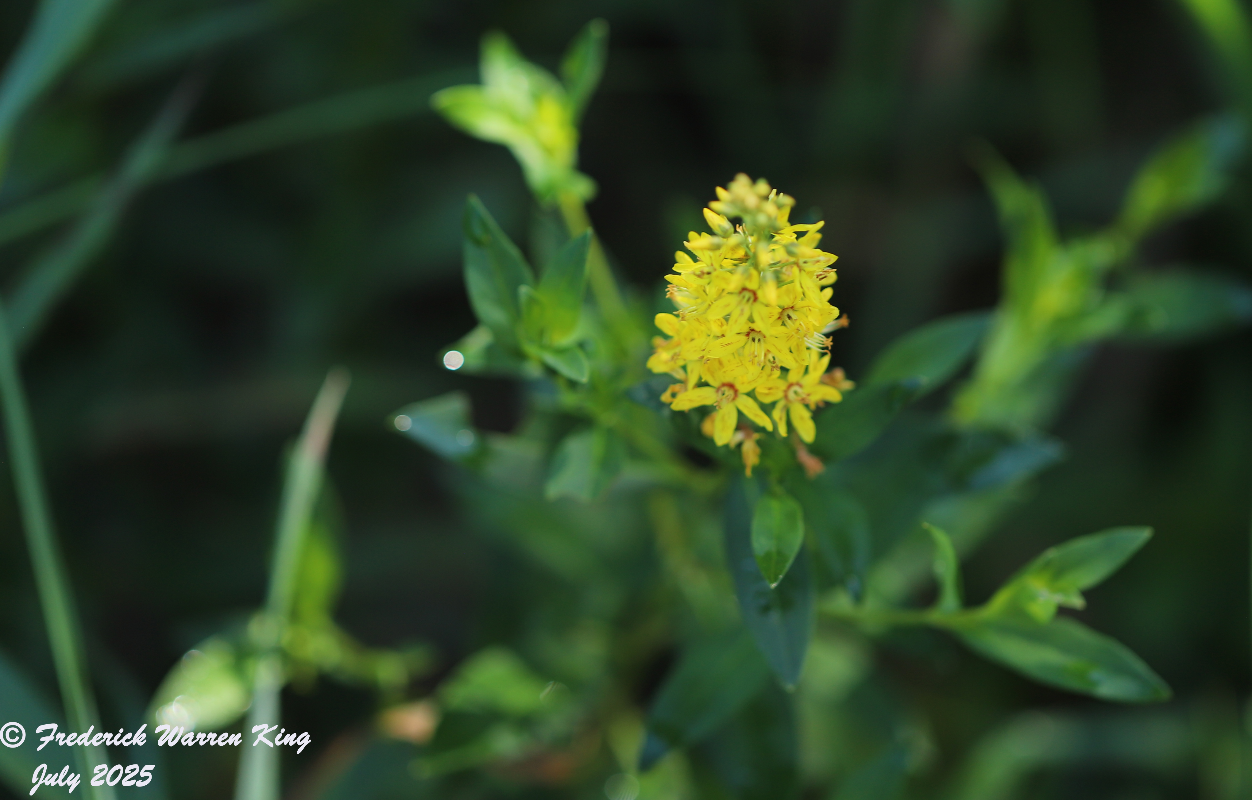 wild-flower-Lysimachia-terrestris-07-09-2025-IMG_5351.JPG