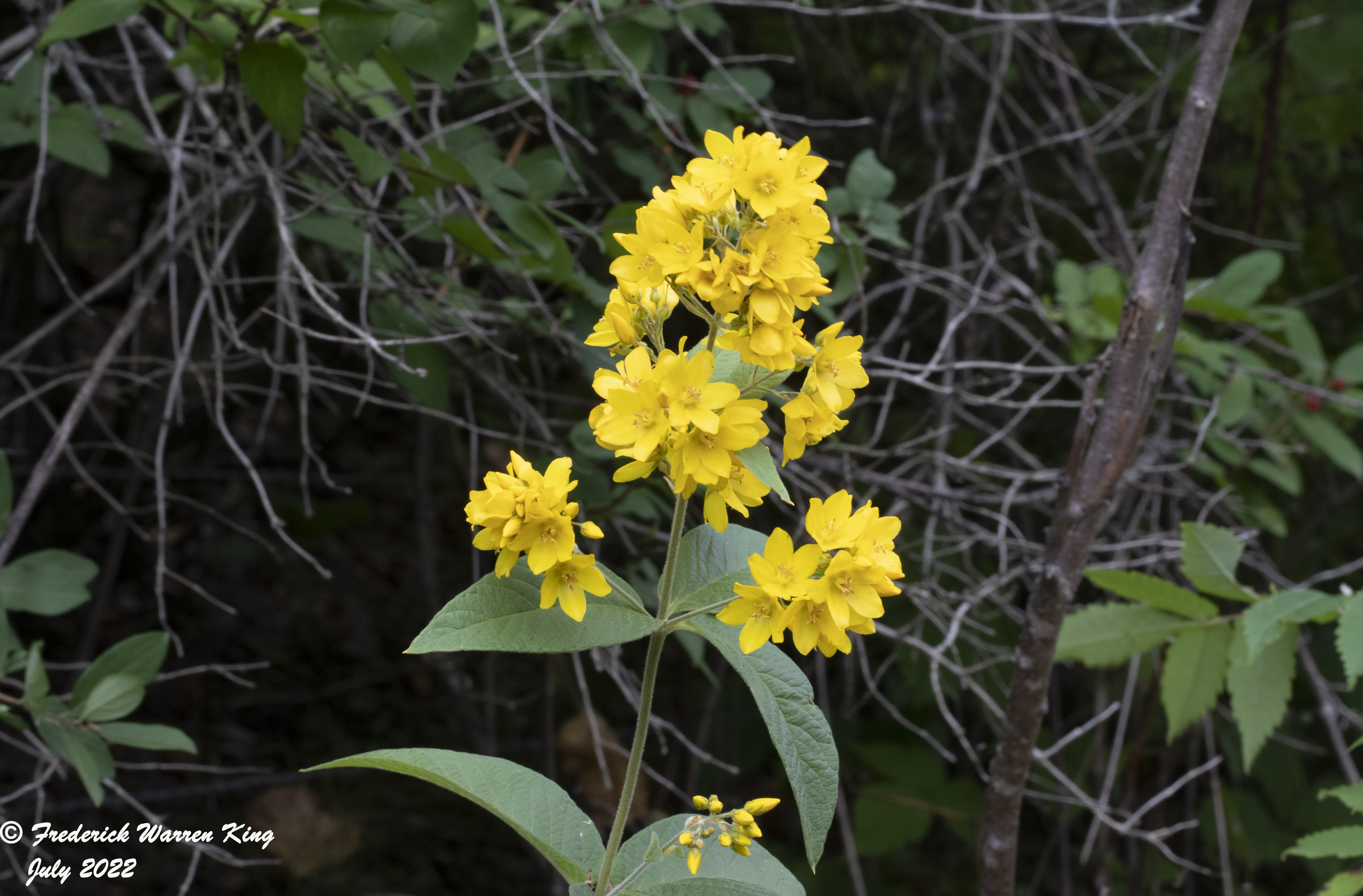 wild-flower-Lysimachia-vulgaris-07-20-2022-IMG_2954.JPG