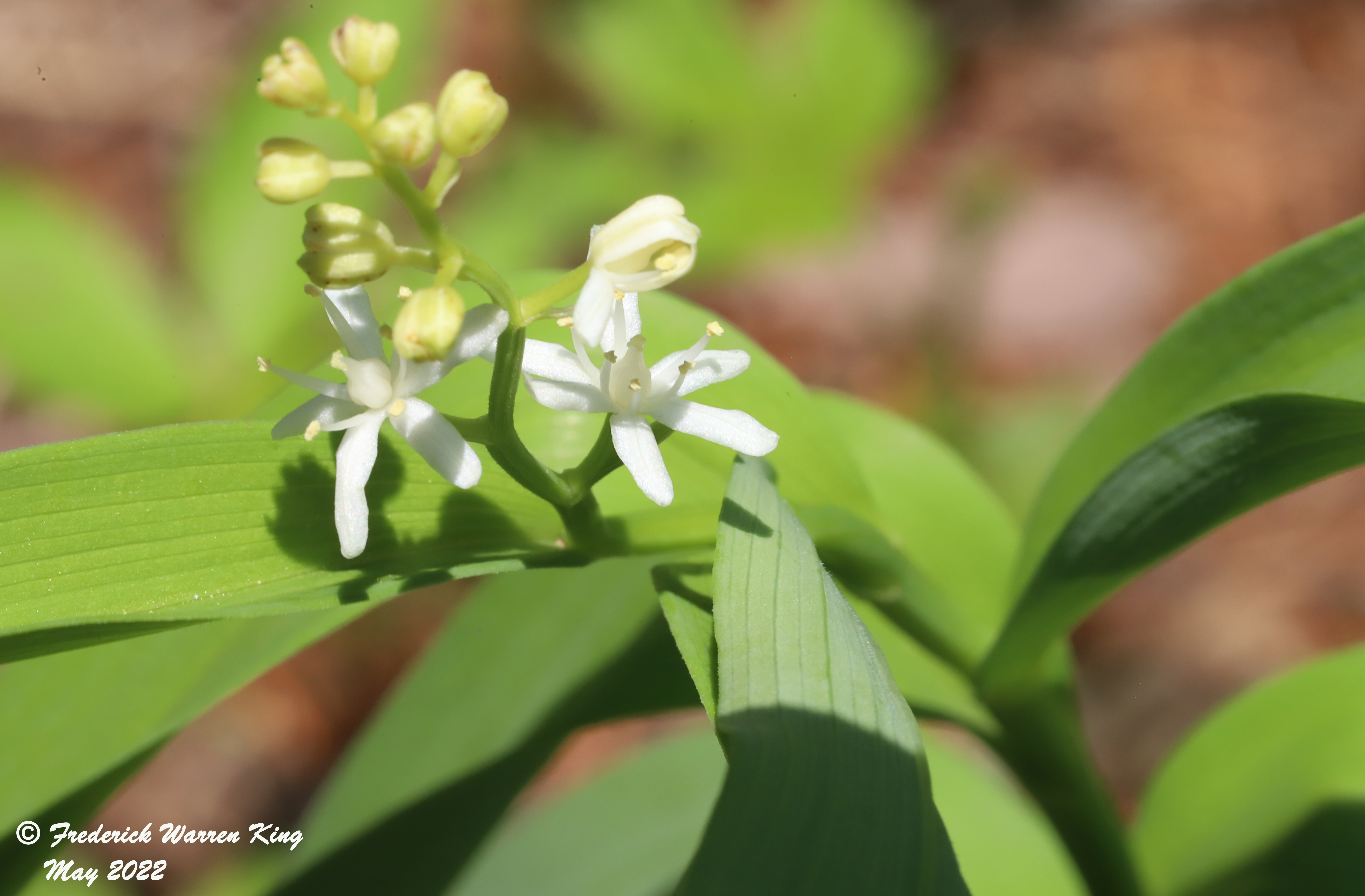 wild-flower-Maianthemum-stellatum-05-30-2022-IMG_1033.JPG