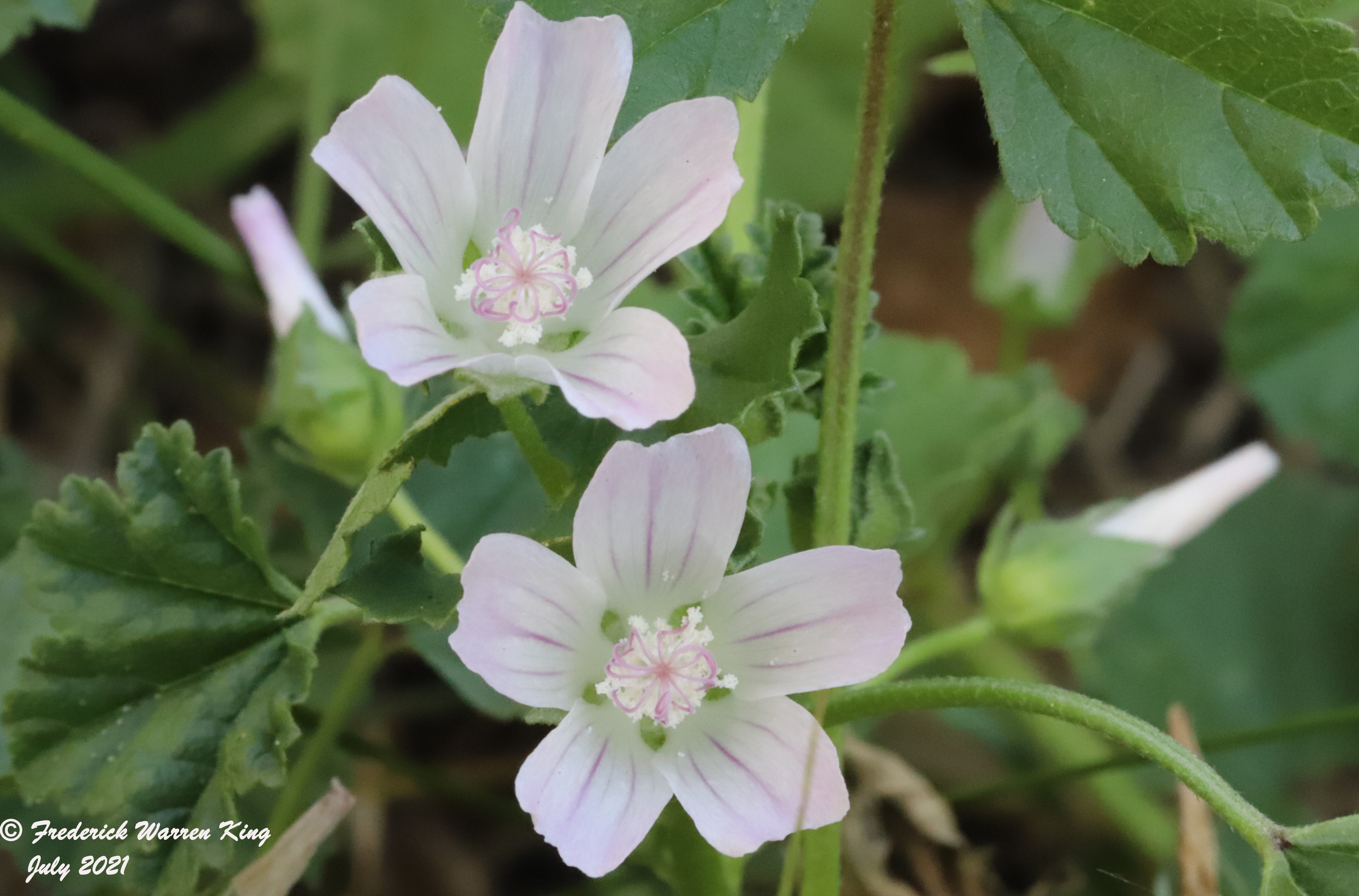 wild-flower-Malva-neglecta-07-04-2021-IMG_7397.JPG