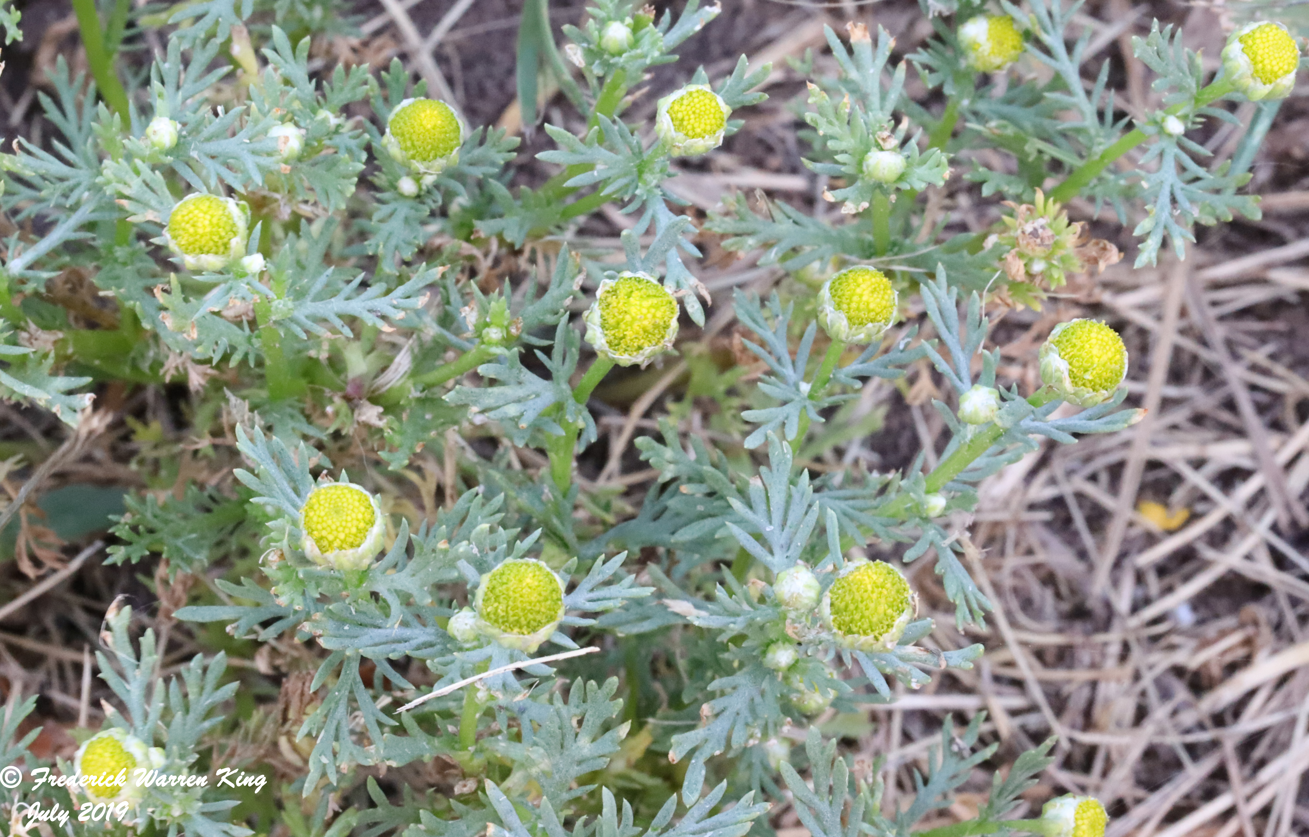 wild-flower-Matricaria-discoidea-07-14-2019-IMG_2297.JPG